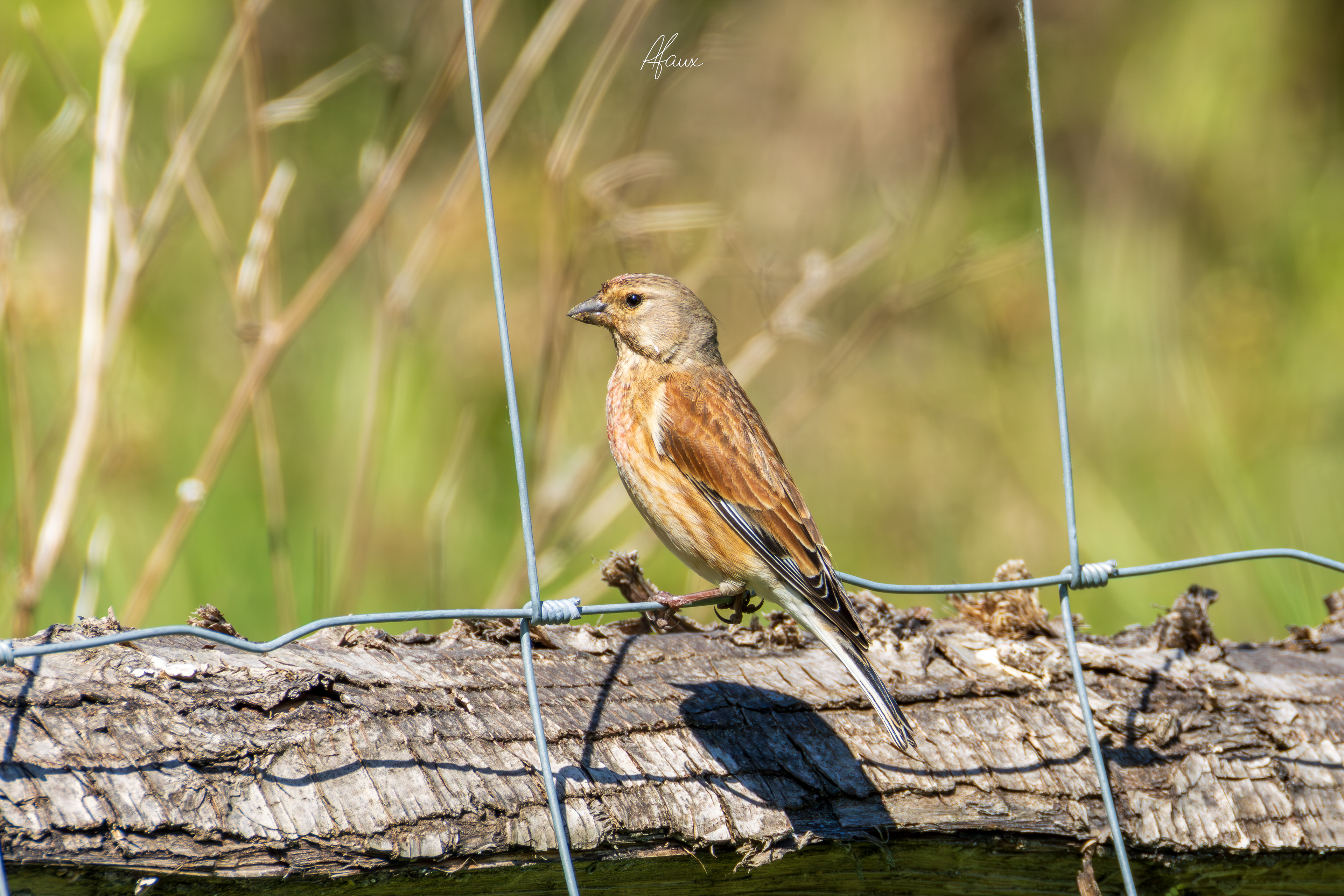 Common Linnet