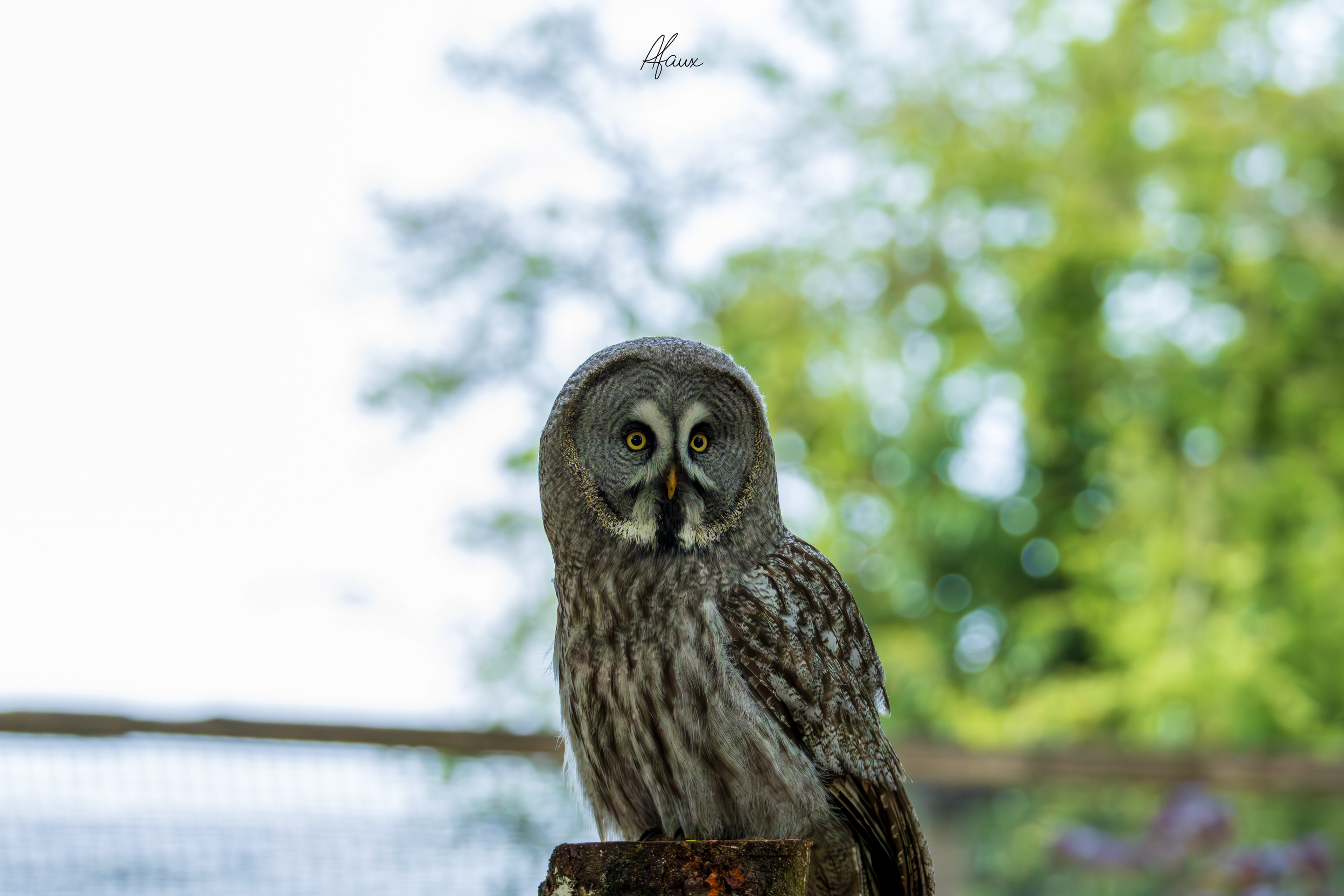 Great Grey Owl