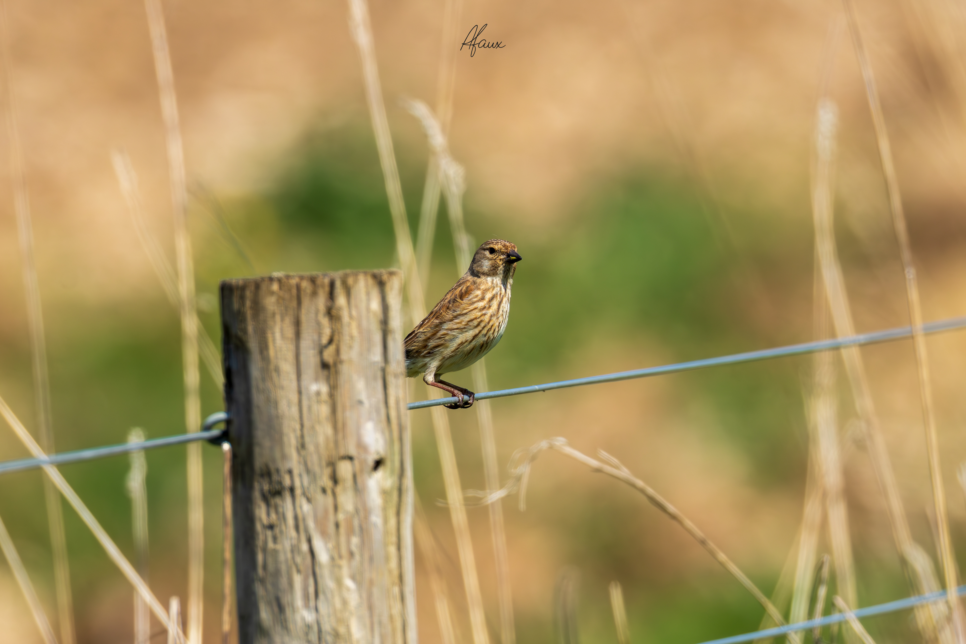 Common Linnet