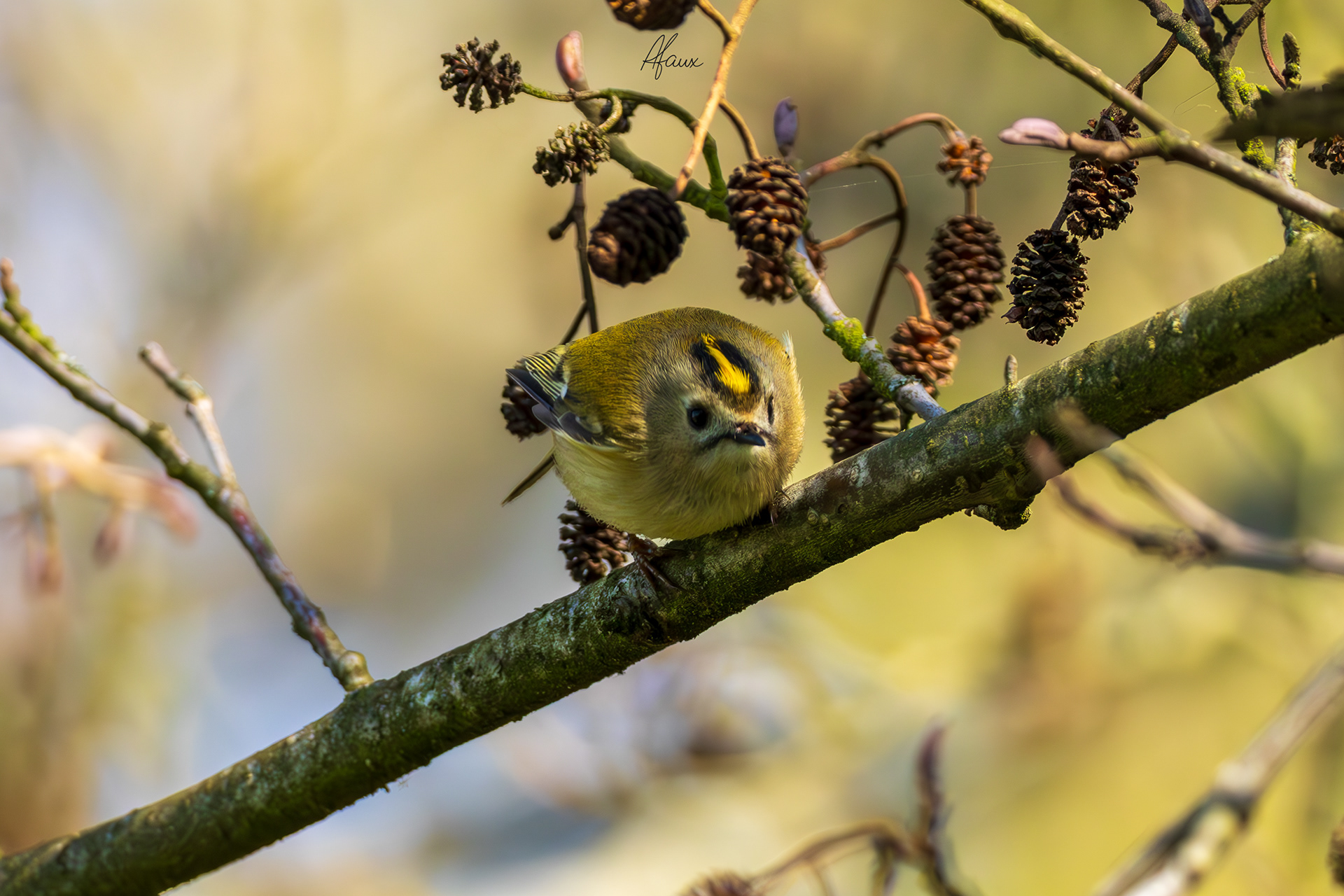 Goldcrest