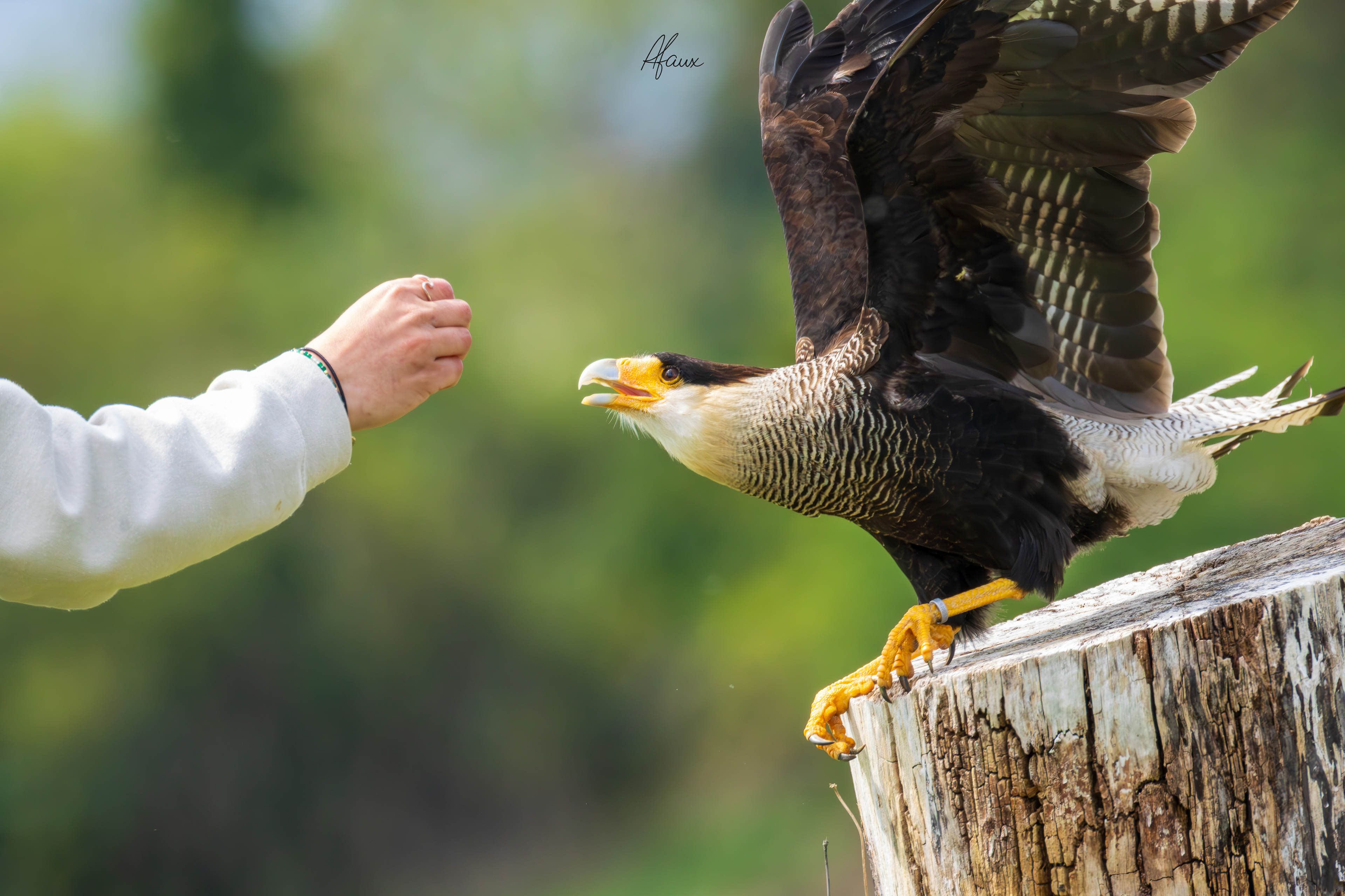 Crested Caracara