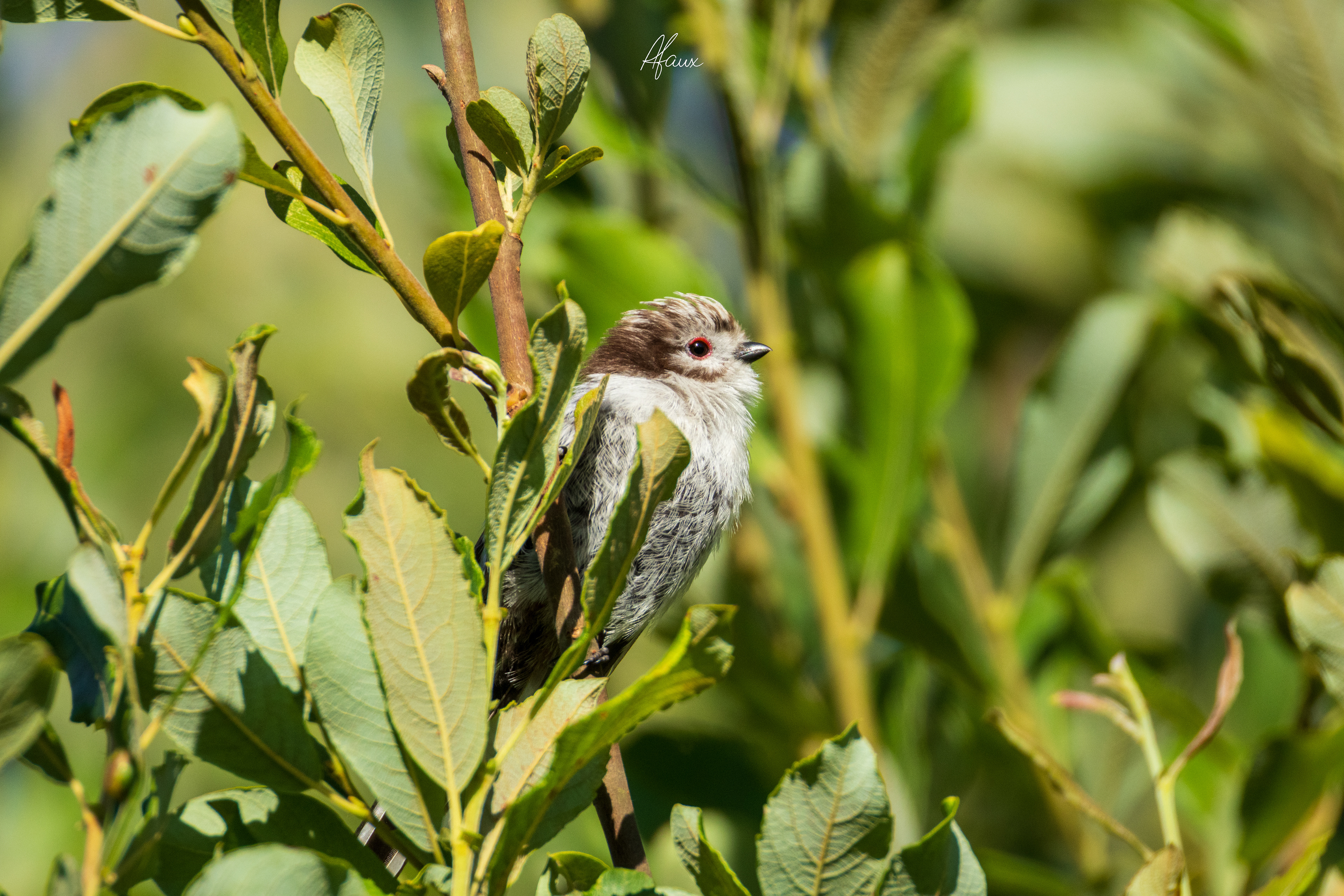 Long-Tailed Tit