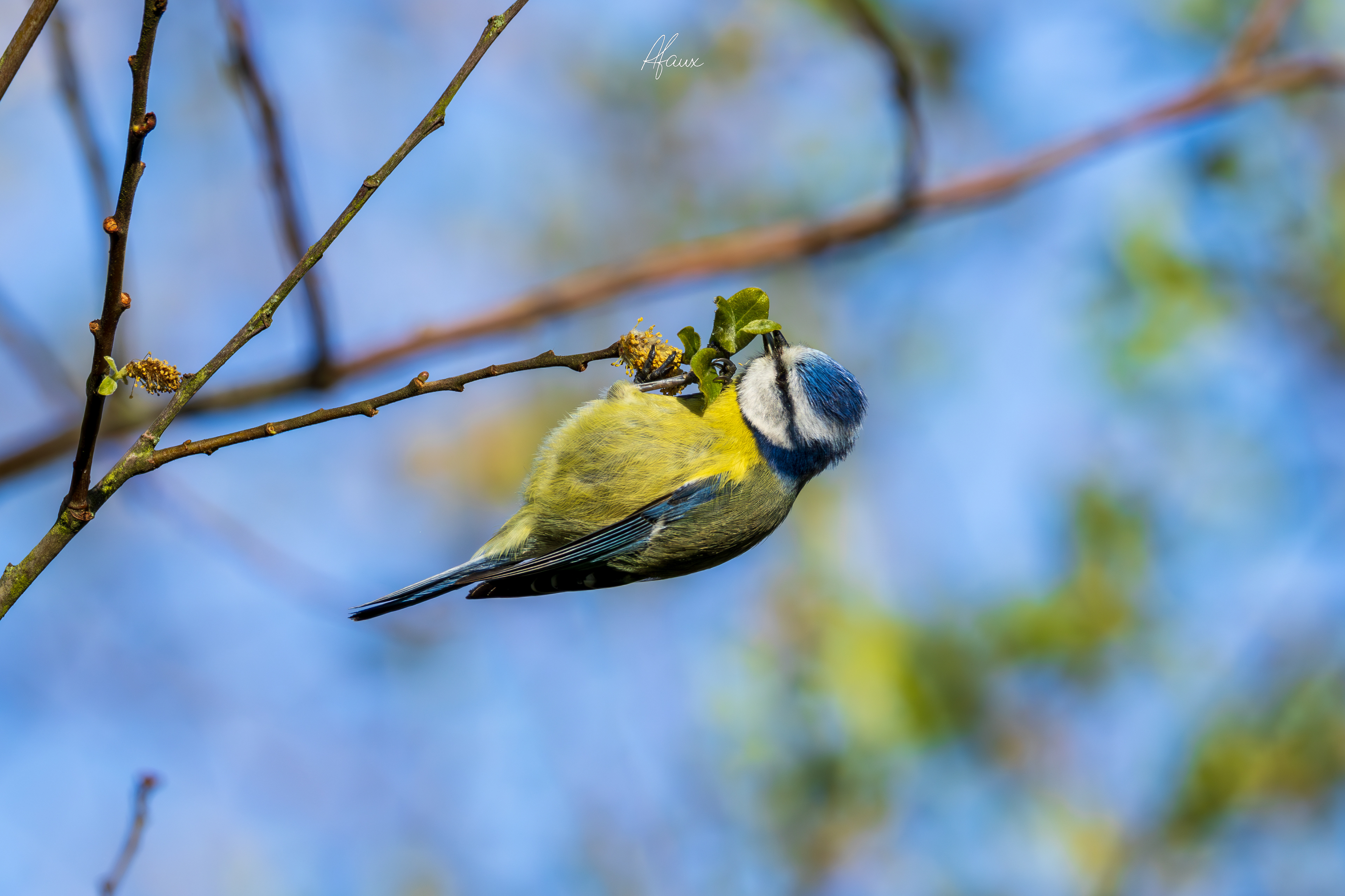 Blue Tit