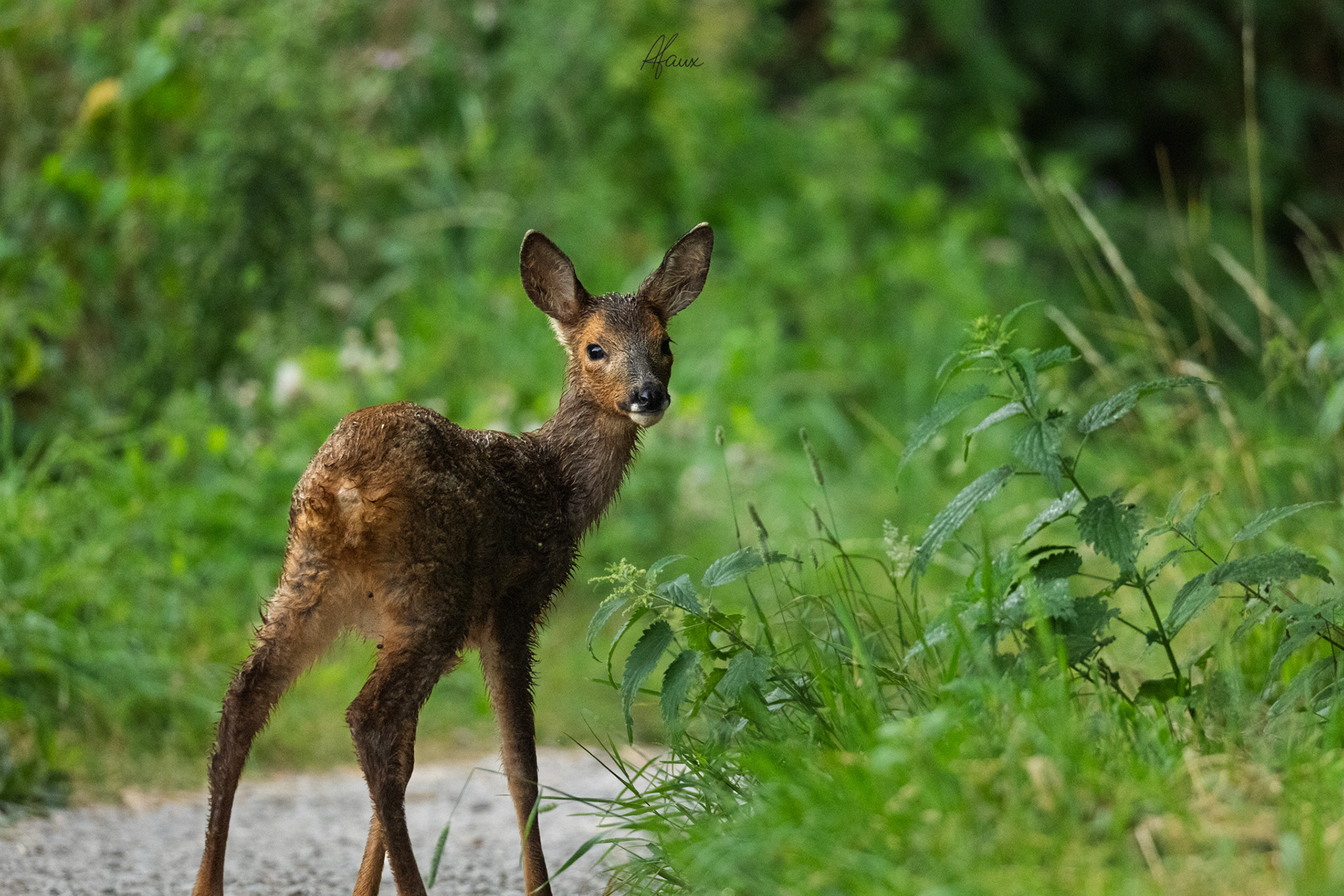 Roe Deer Fawn