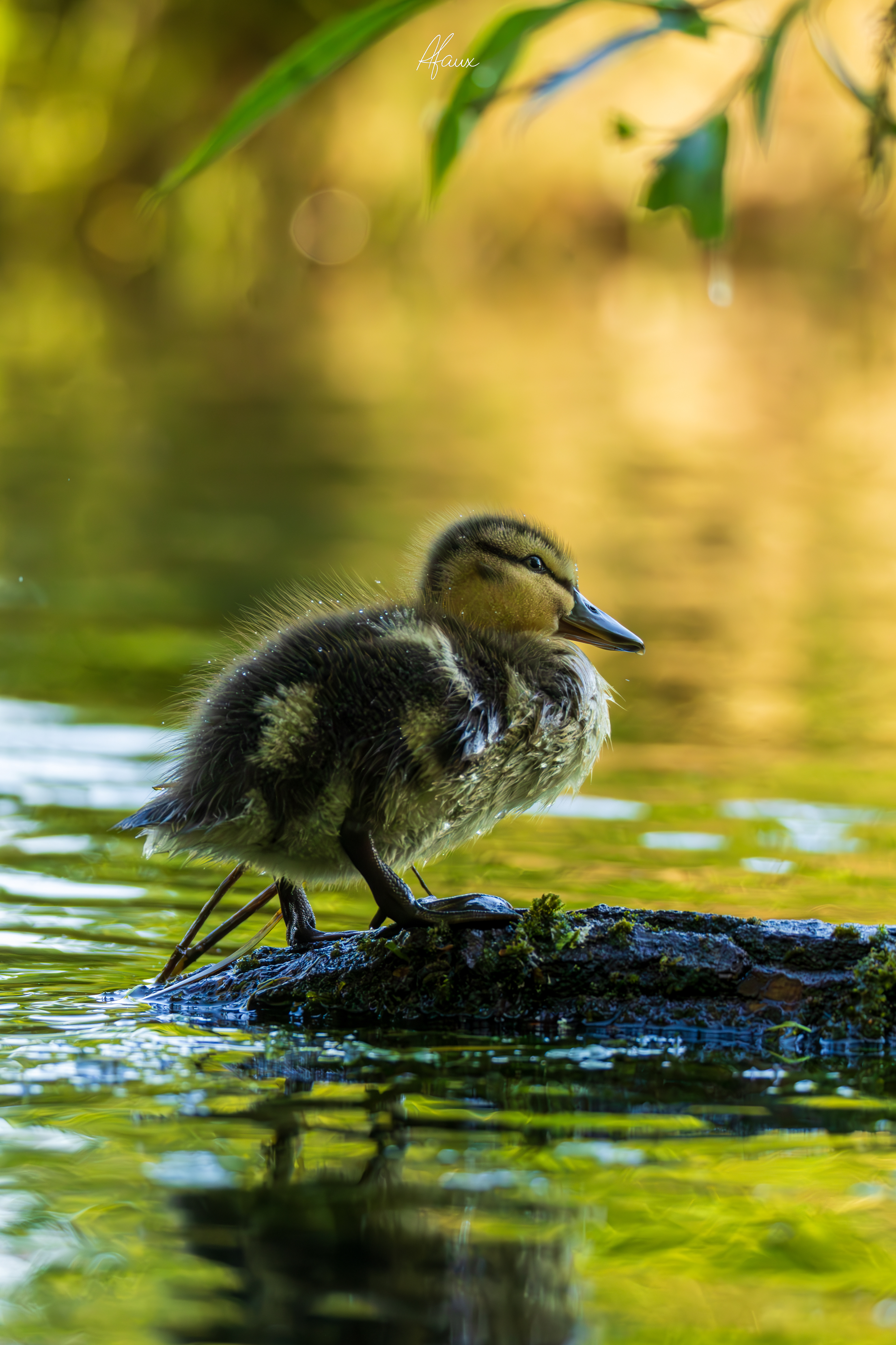 Mallard Duckling