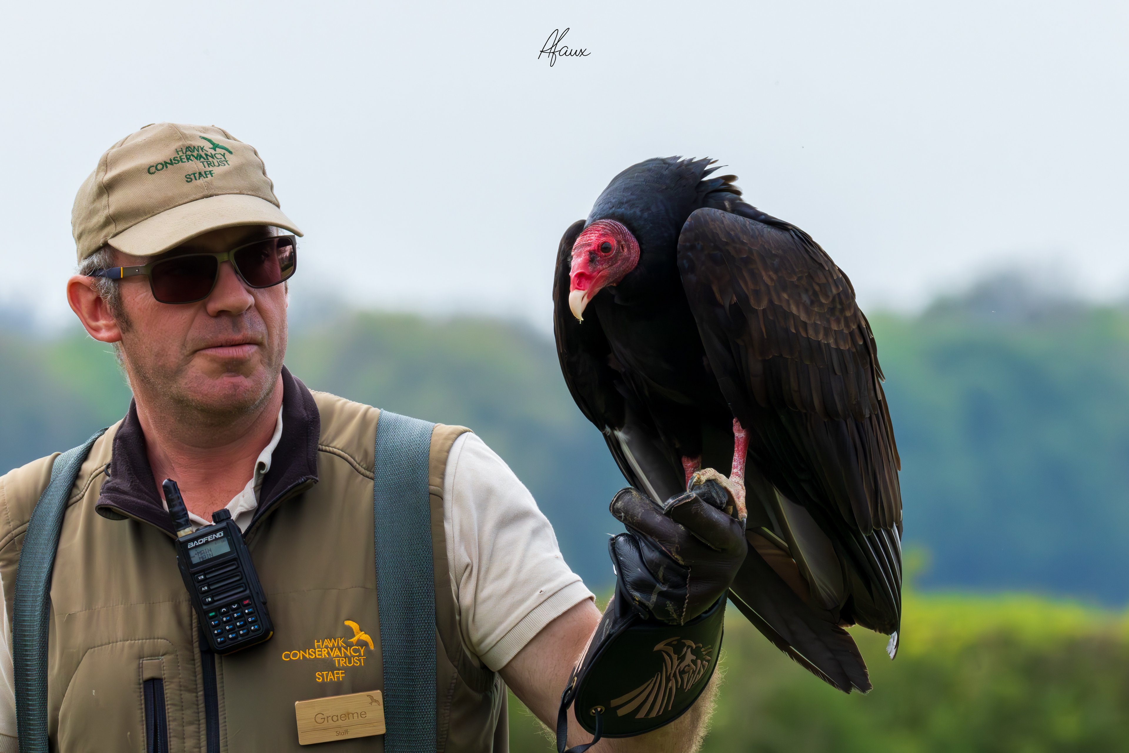 Turkey Vulture