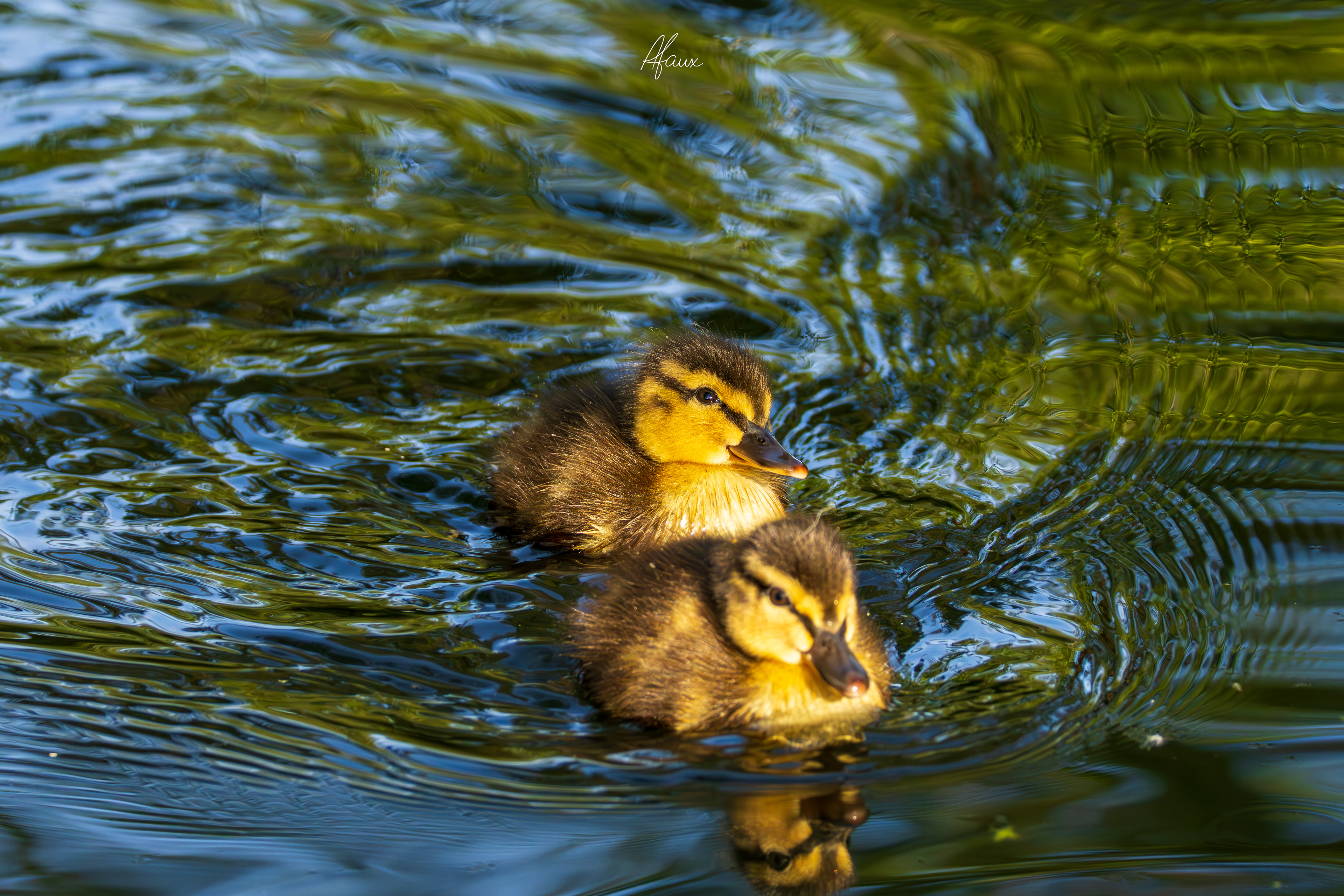Mallard Ducklings
