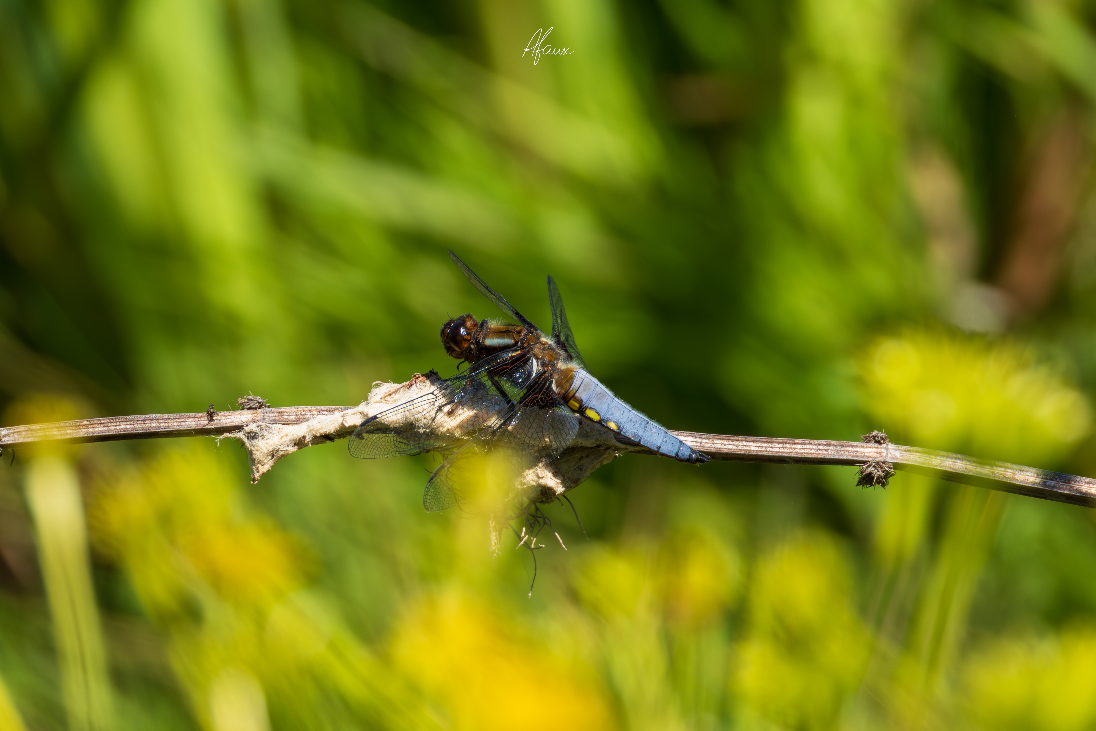 Broad-Bodied Chaser