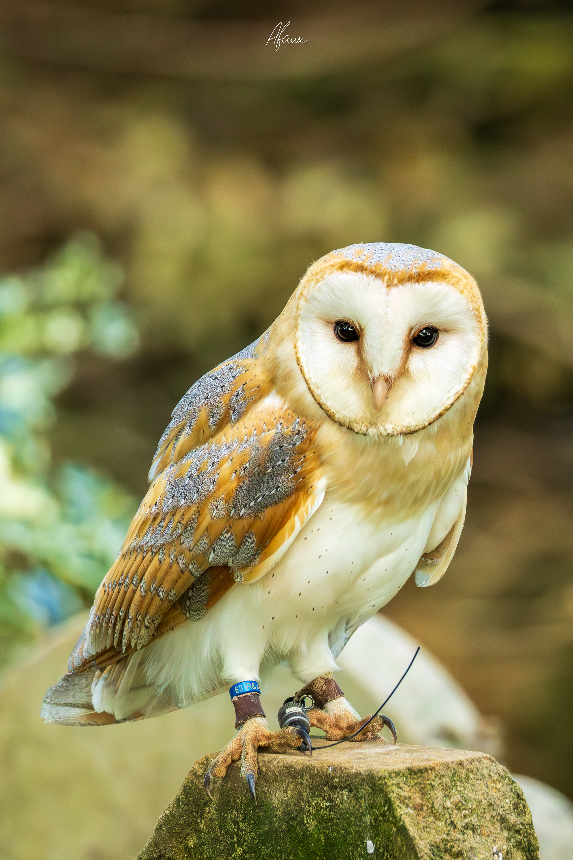 Barn Owl