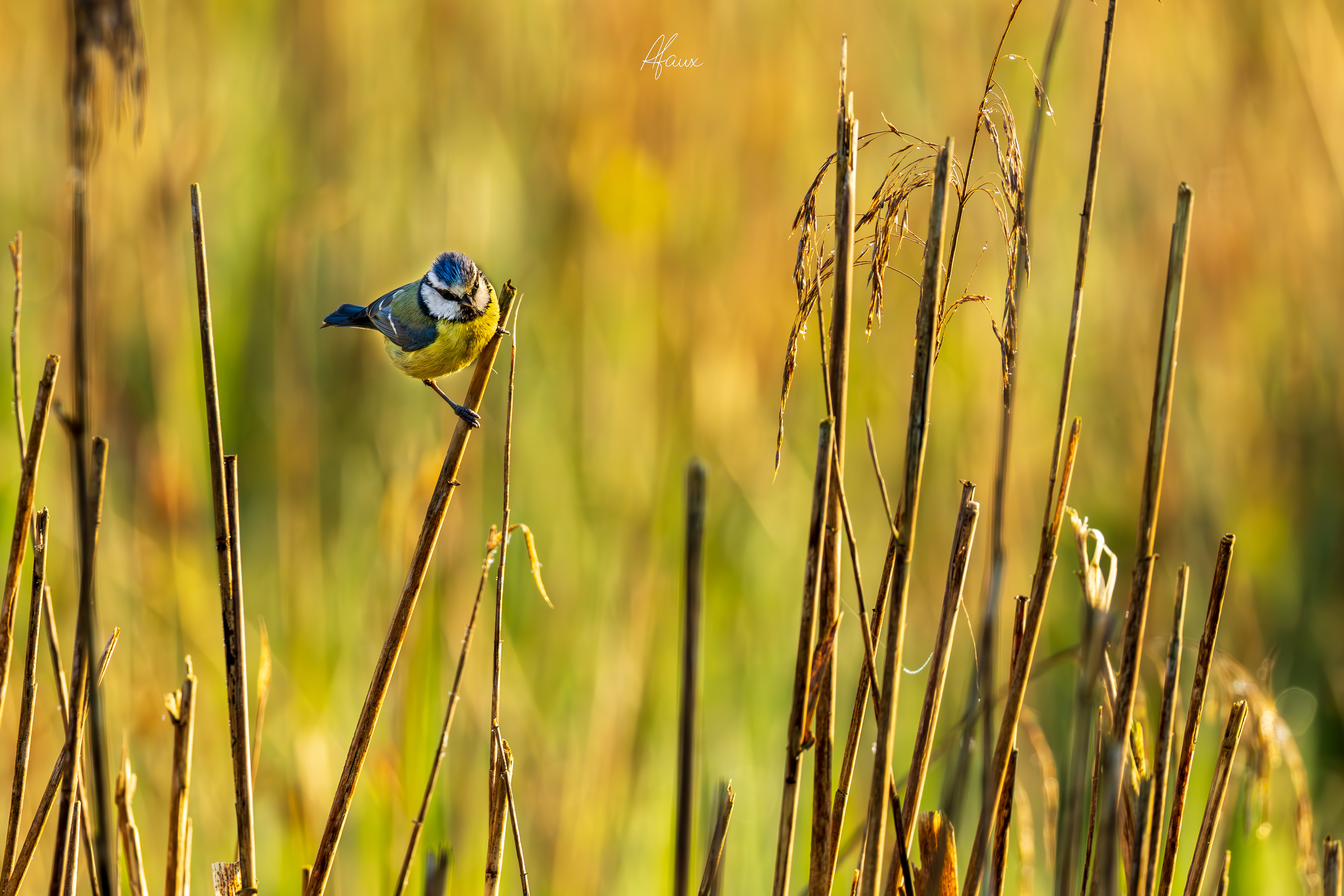 Blue Tit