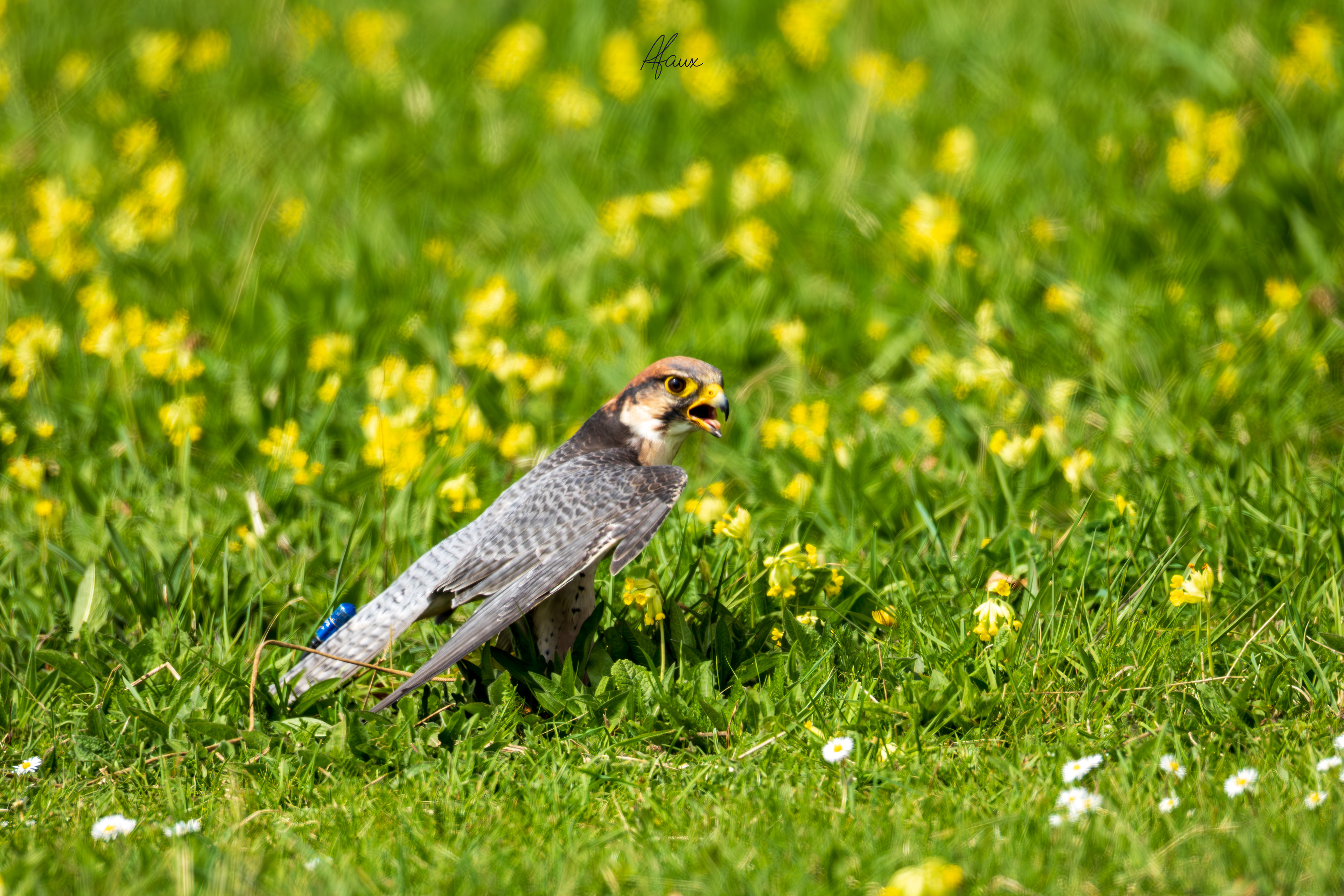Peregrine Falcon