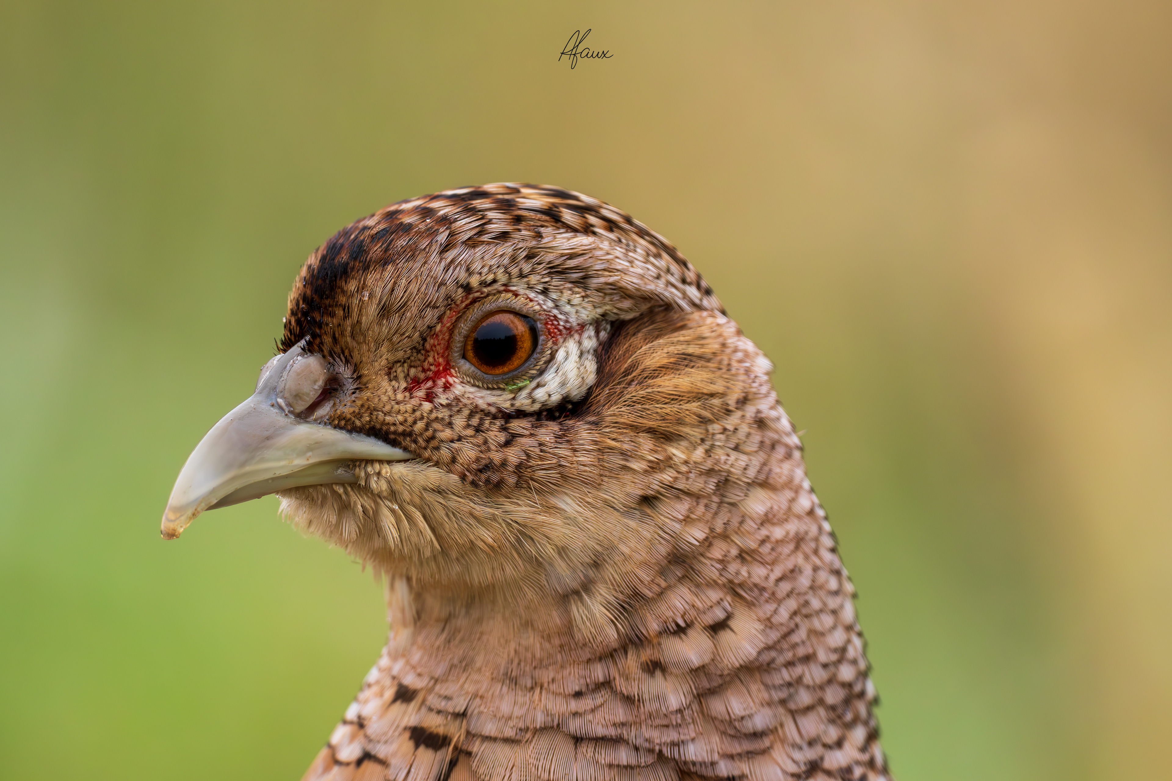 Pheasant