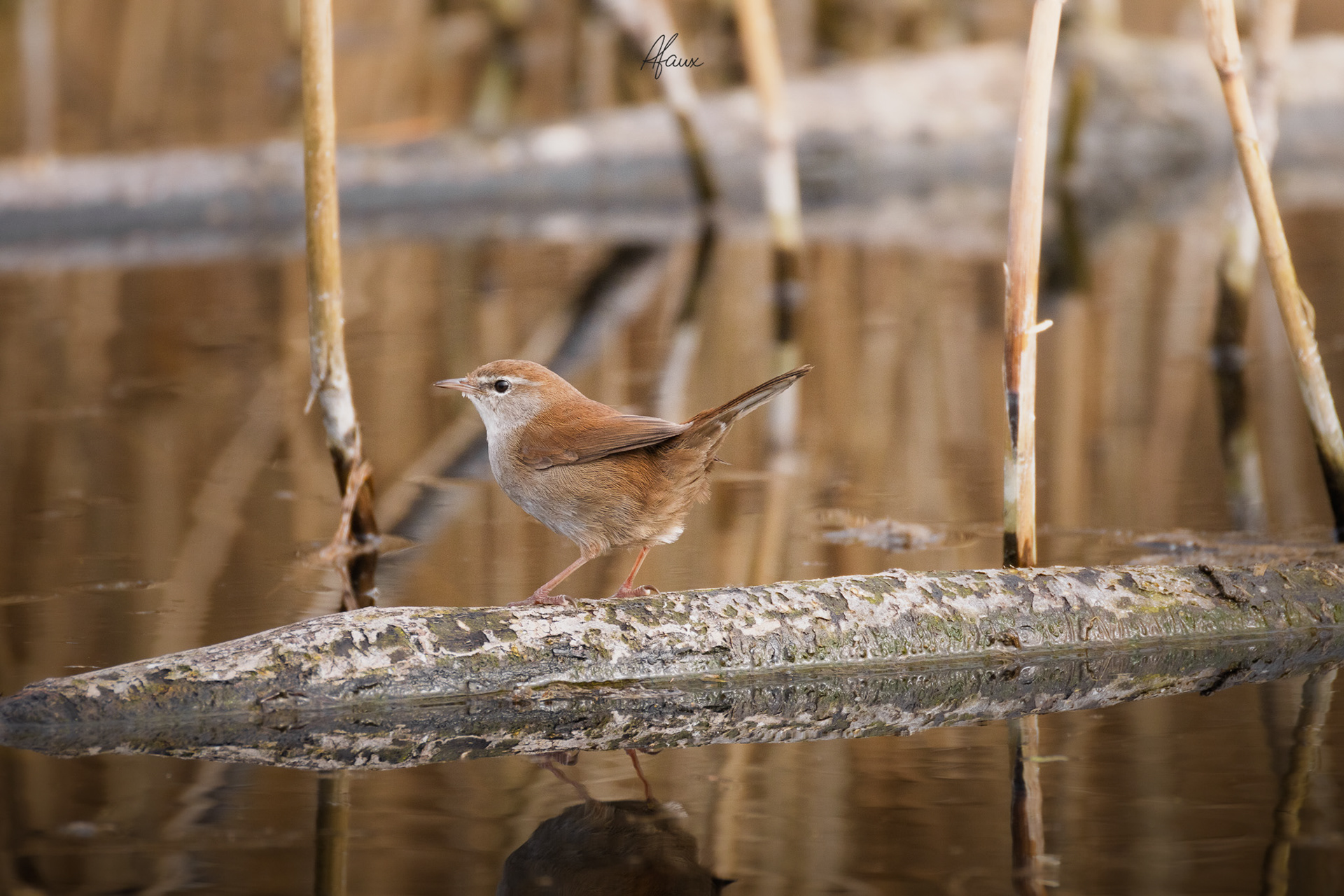 Cetti's Warbler