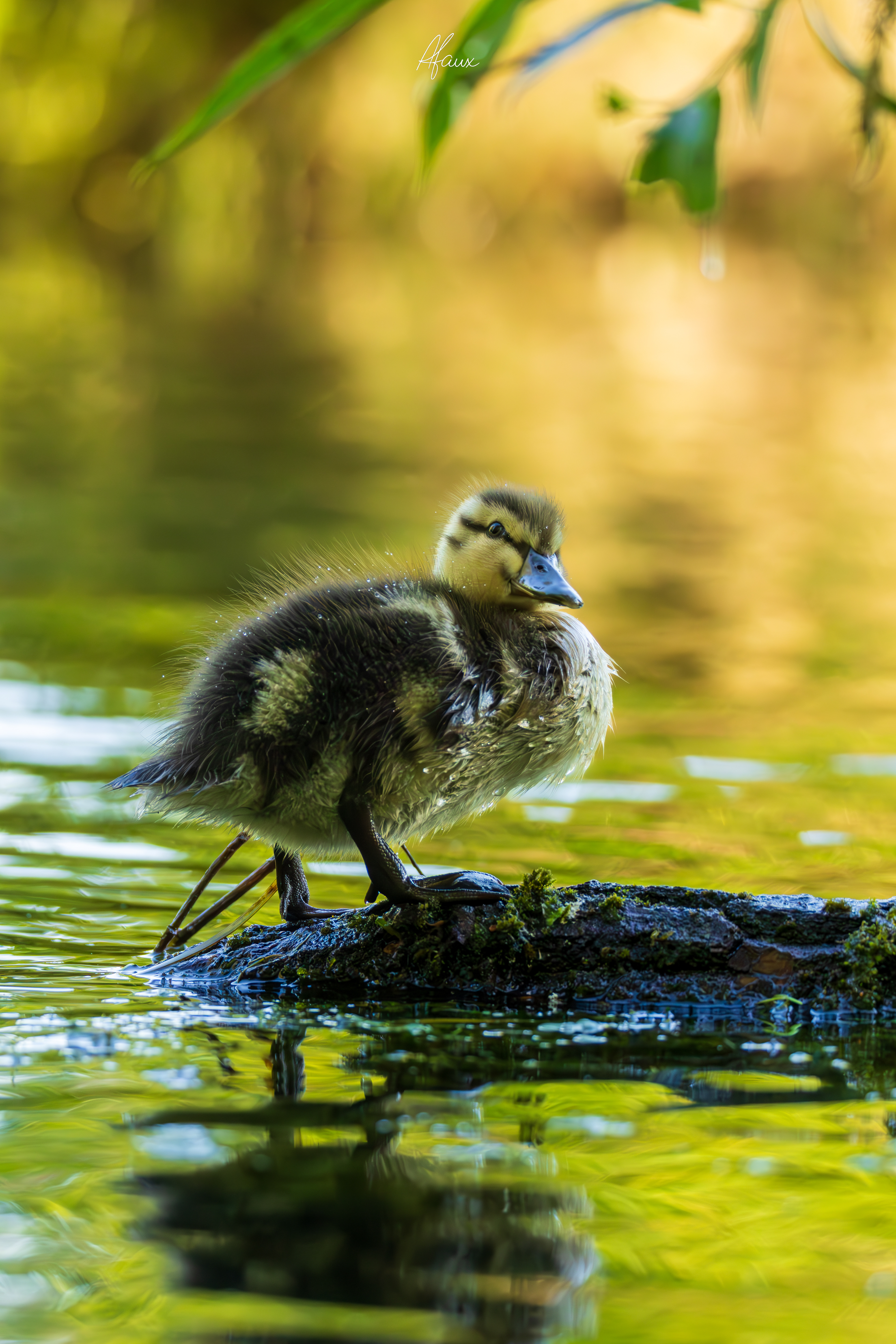 Mallard Duckling
