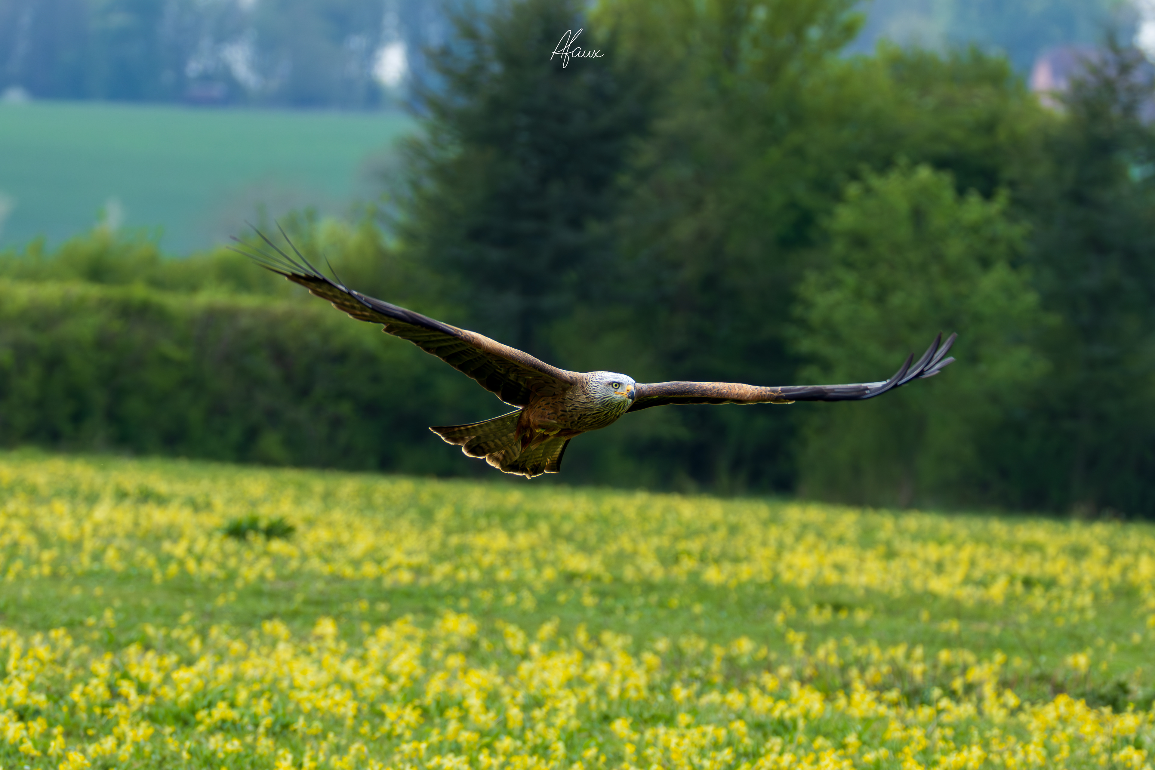 Black Kite