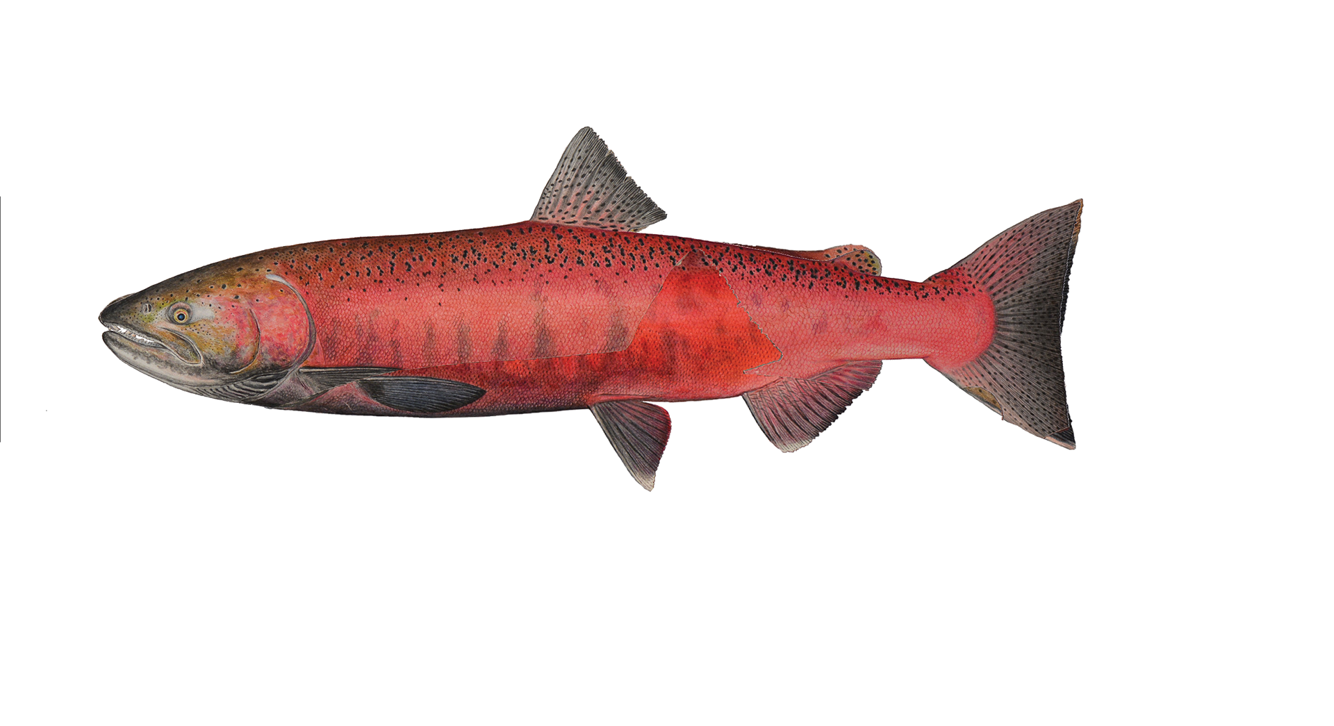 Female Chinook Salmon