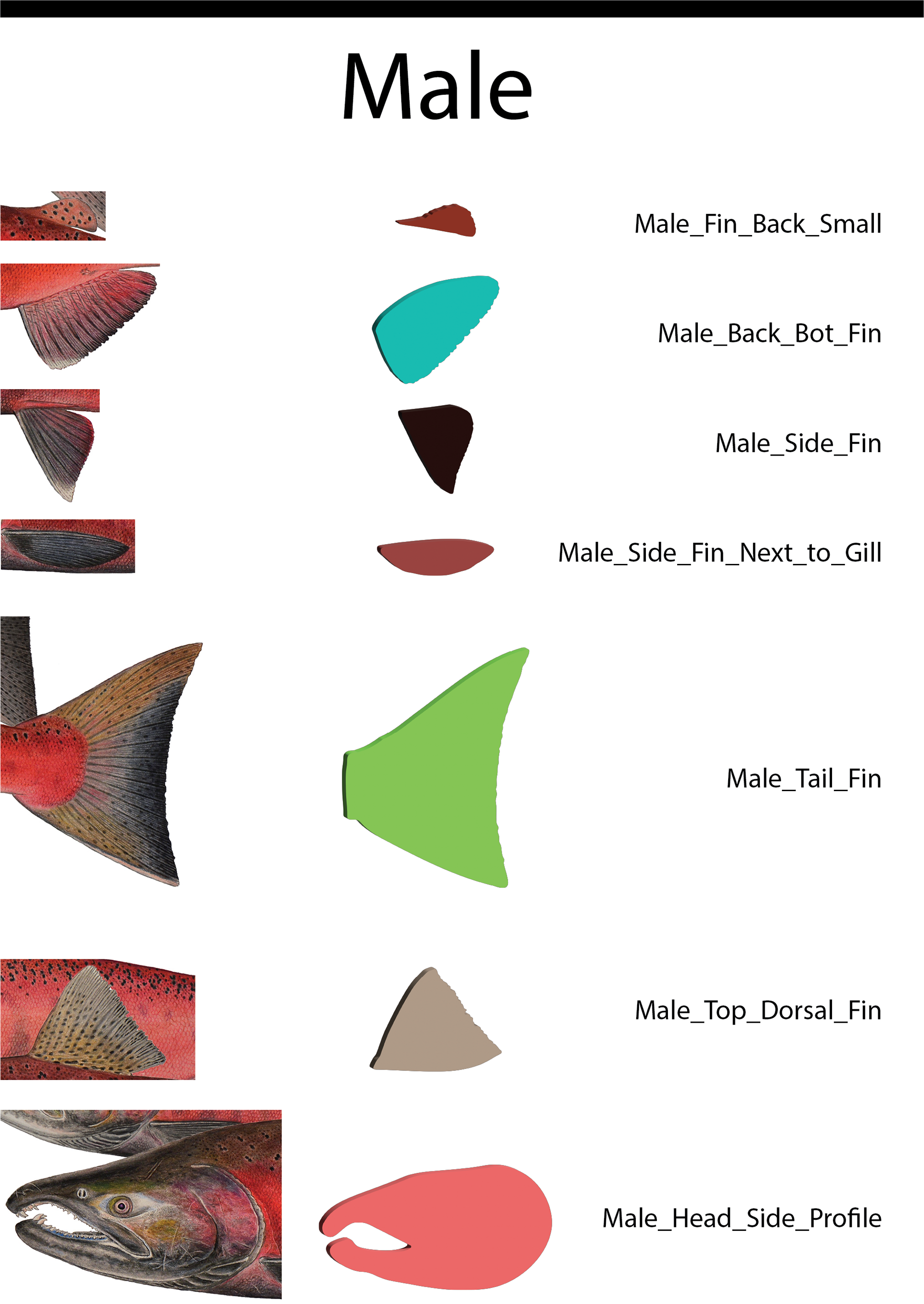 Male Pieces