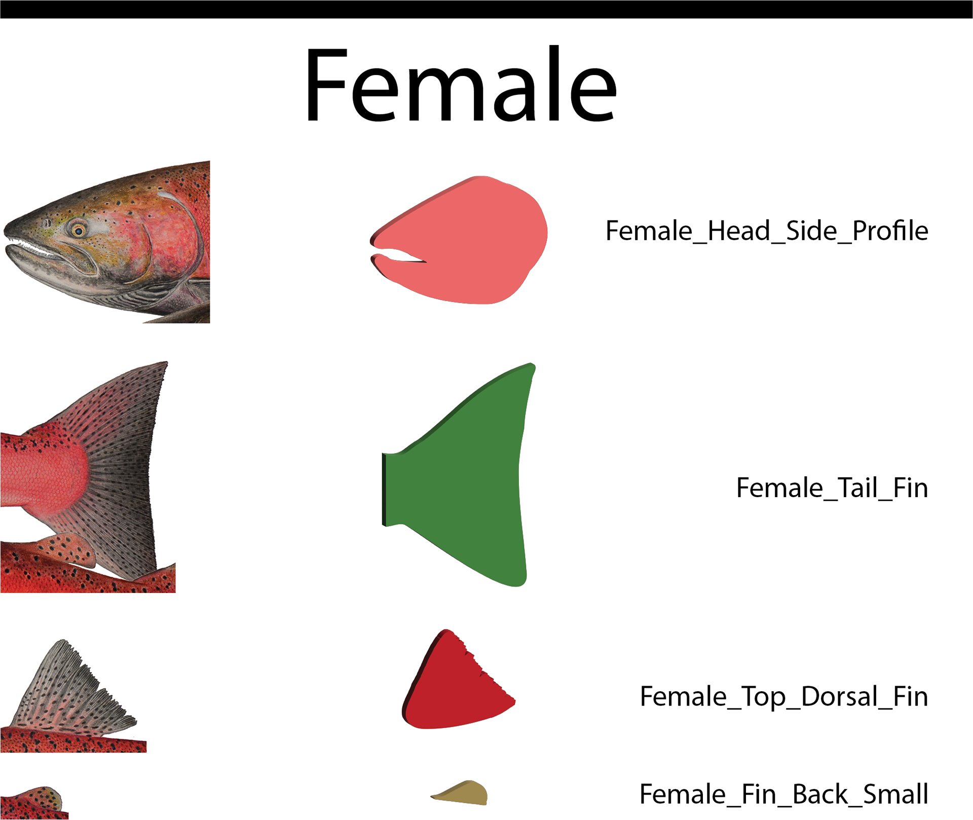 Female Pieces