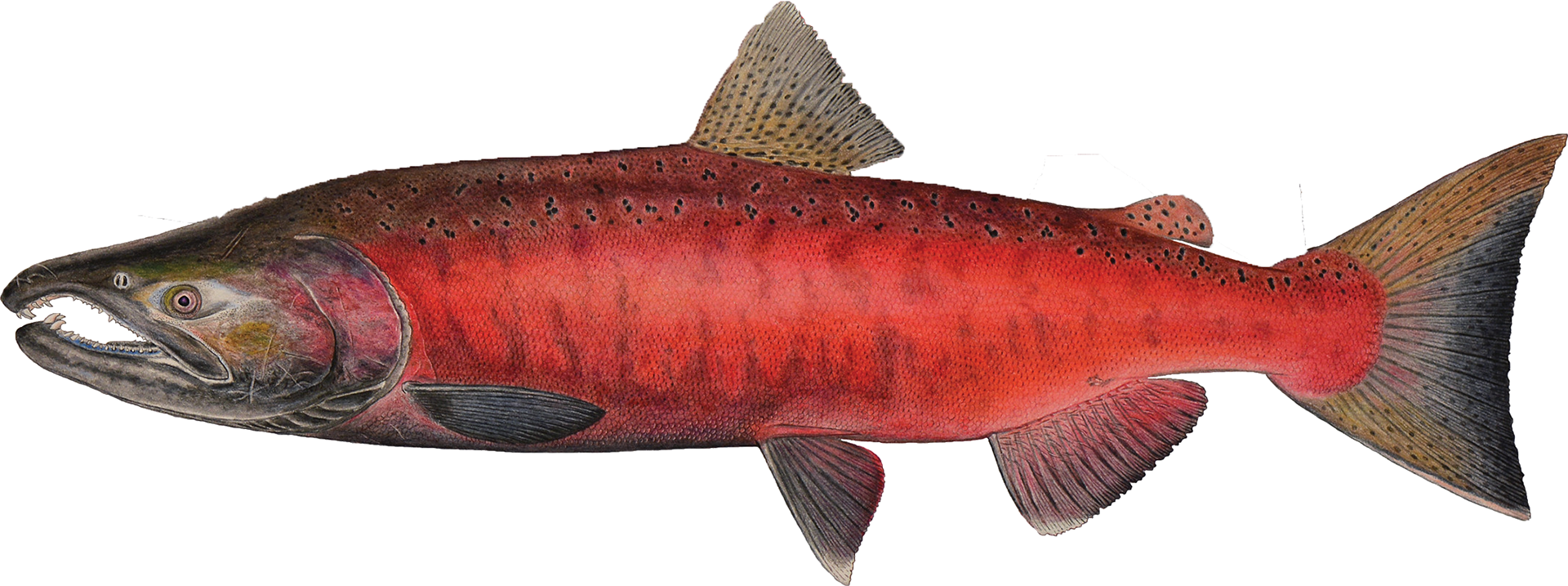 Male Chinook Salmon