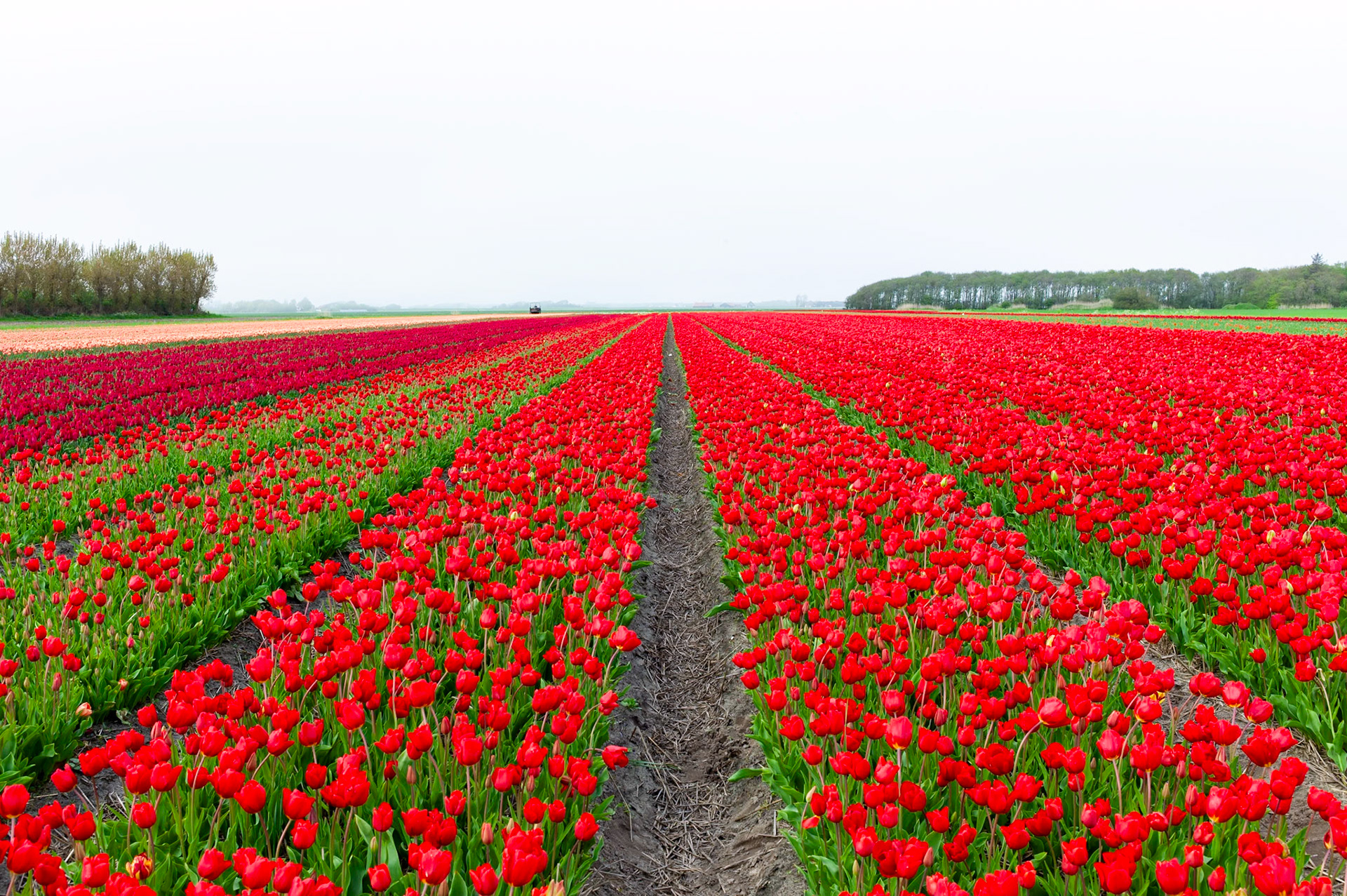 Tulip field at the Dutch coast