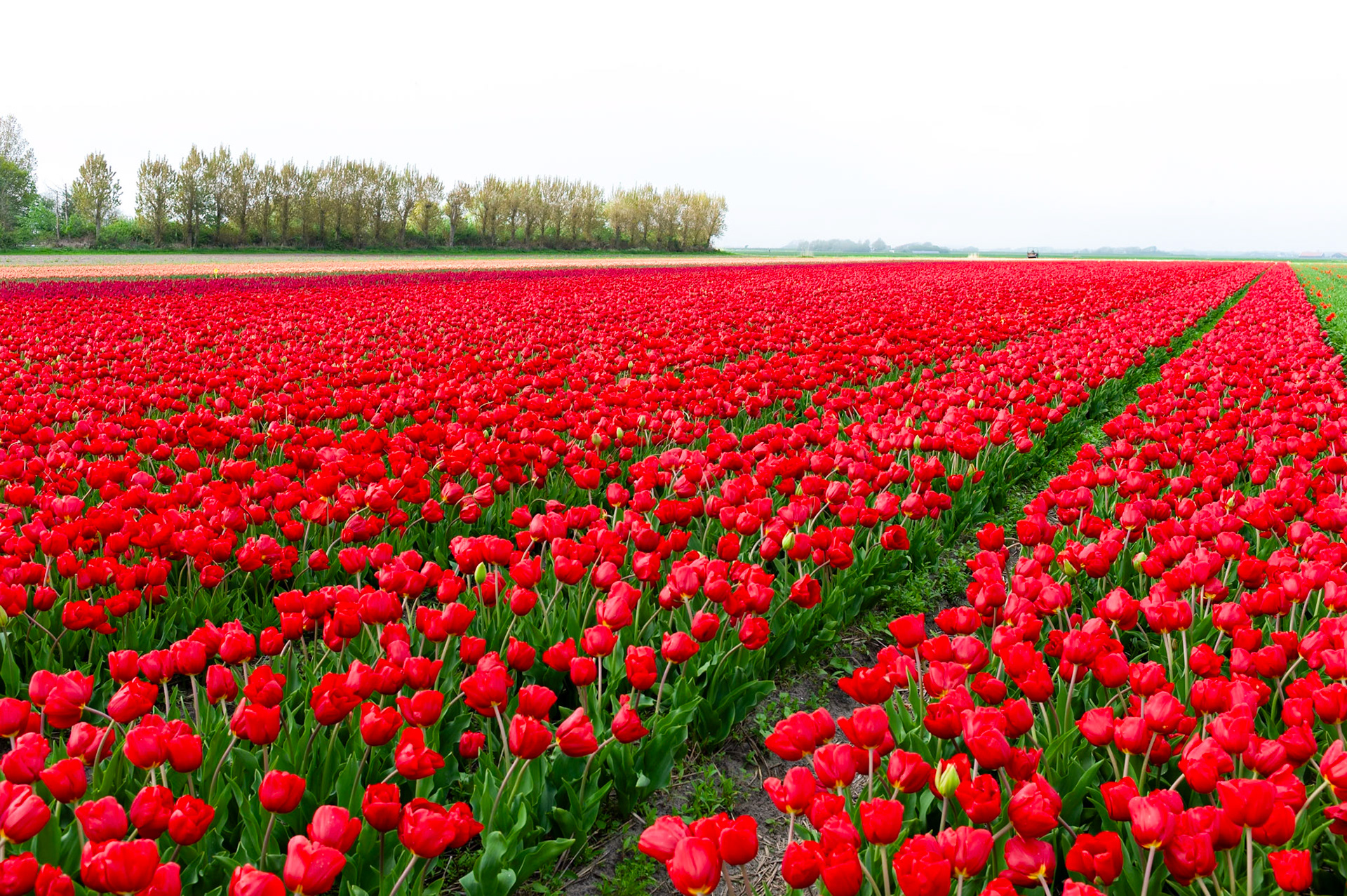 Tulip field at the Dutch coast