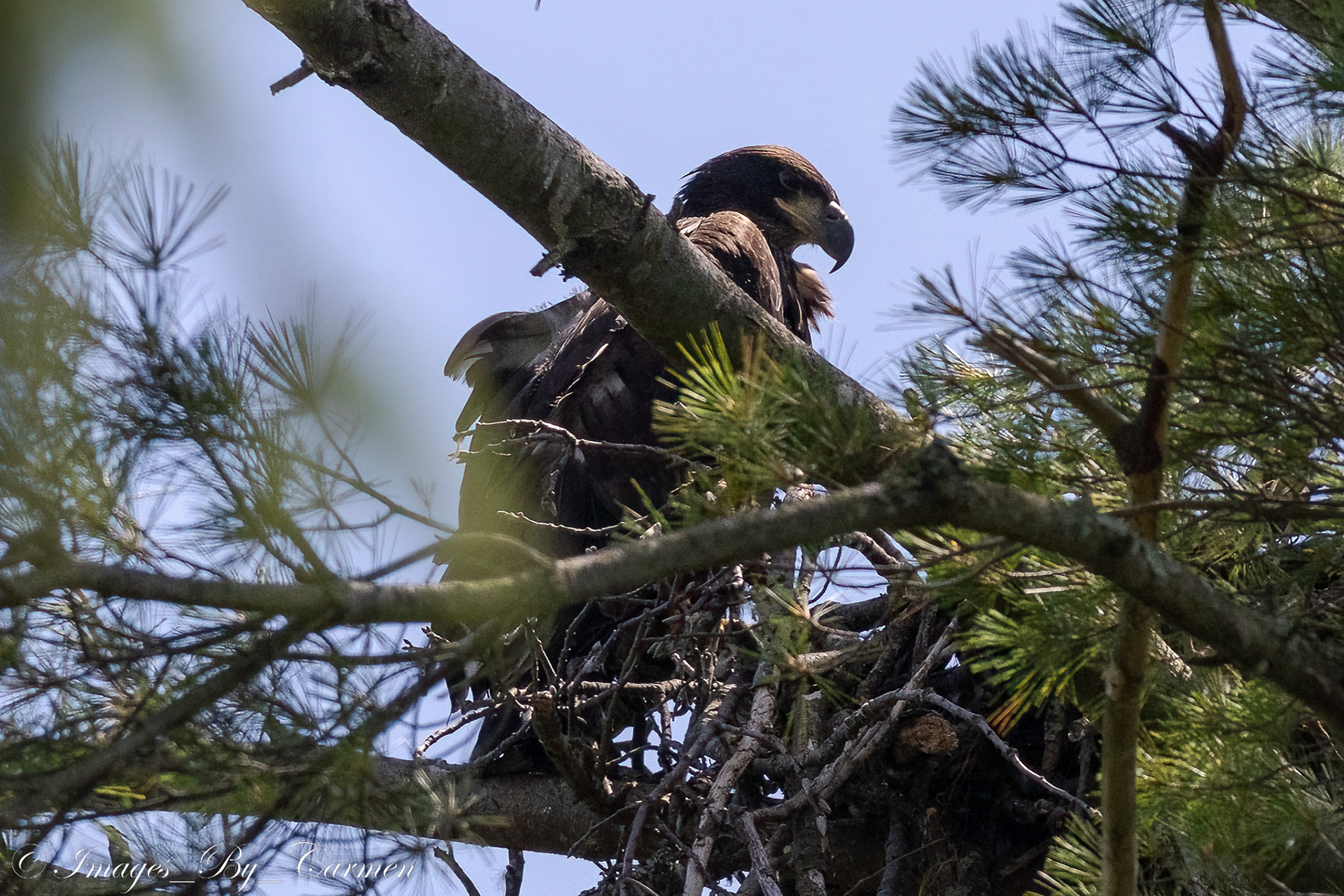Juvenile Bald Eagle 6/17/22