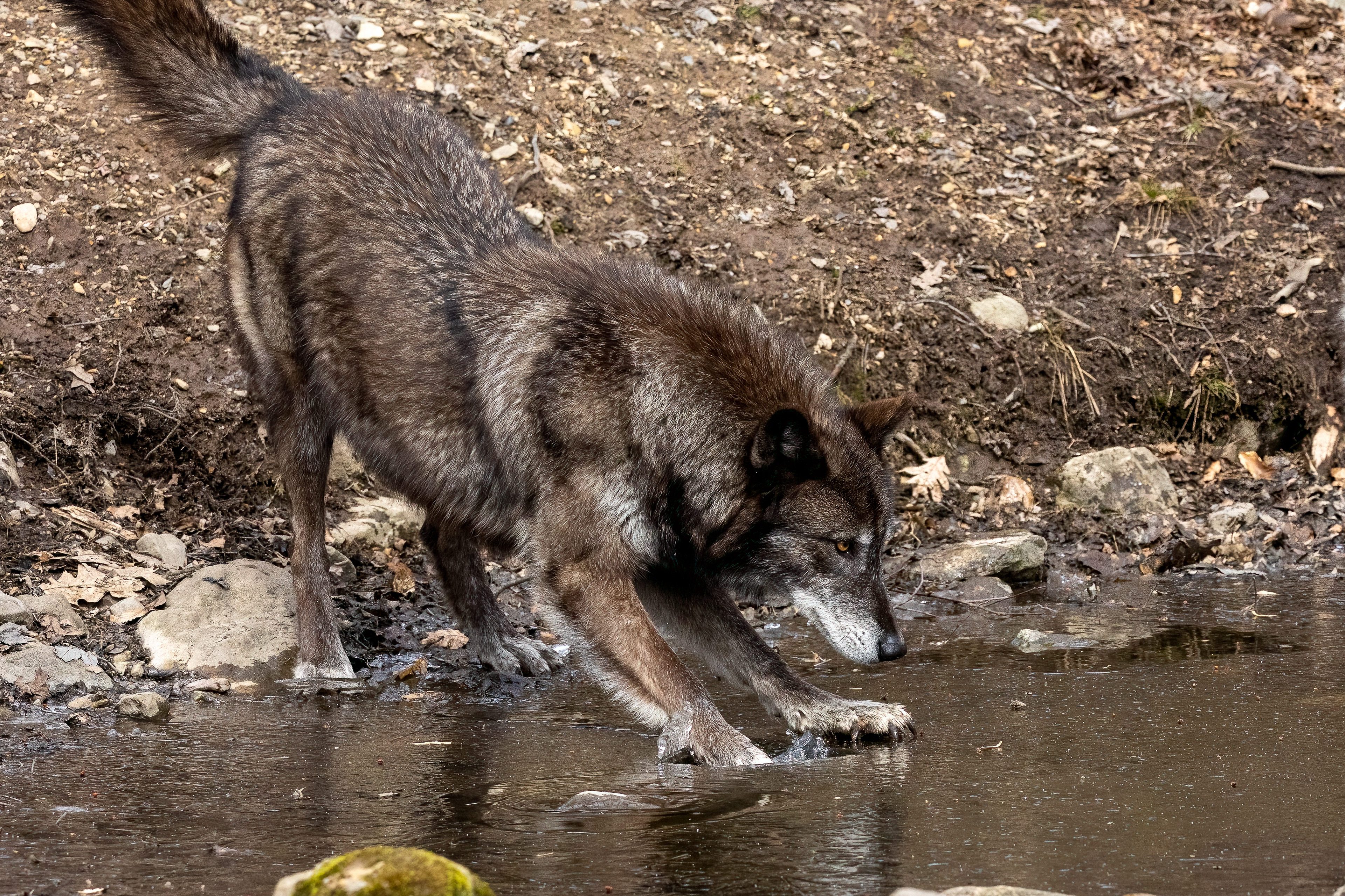 Lakota Wolf Preserve 3/28/22