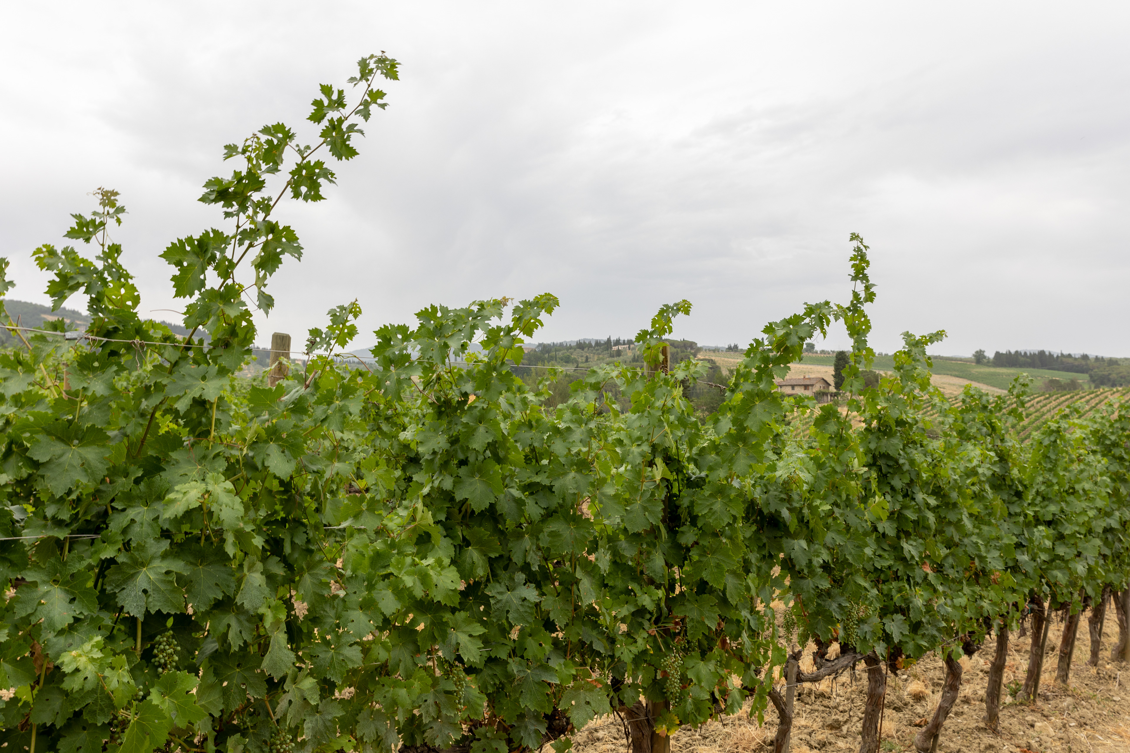 The Ruffino Wine Estate, Poggio Casciano, Tuscany,  Chianti, Italy