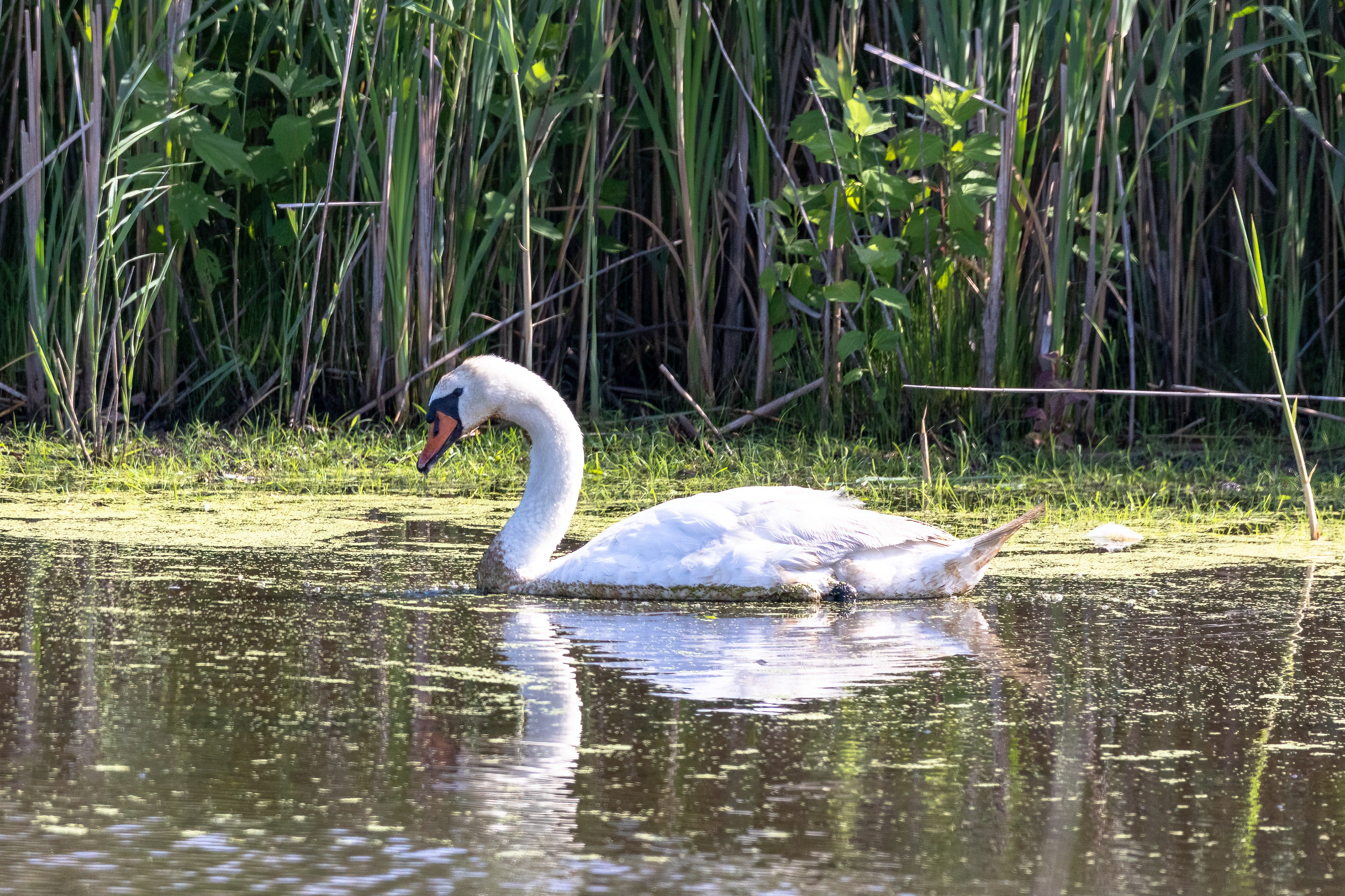 Northern Swan 6/17/22