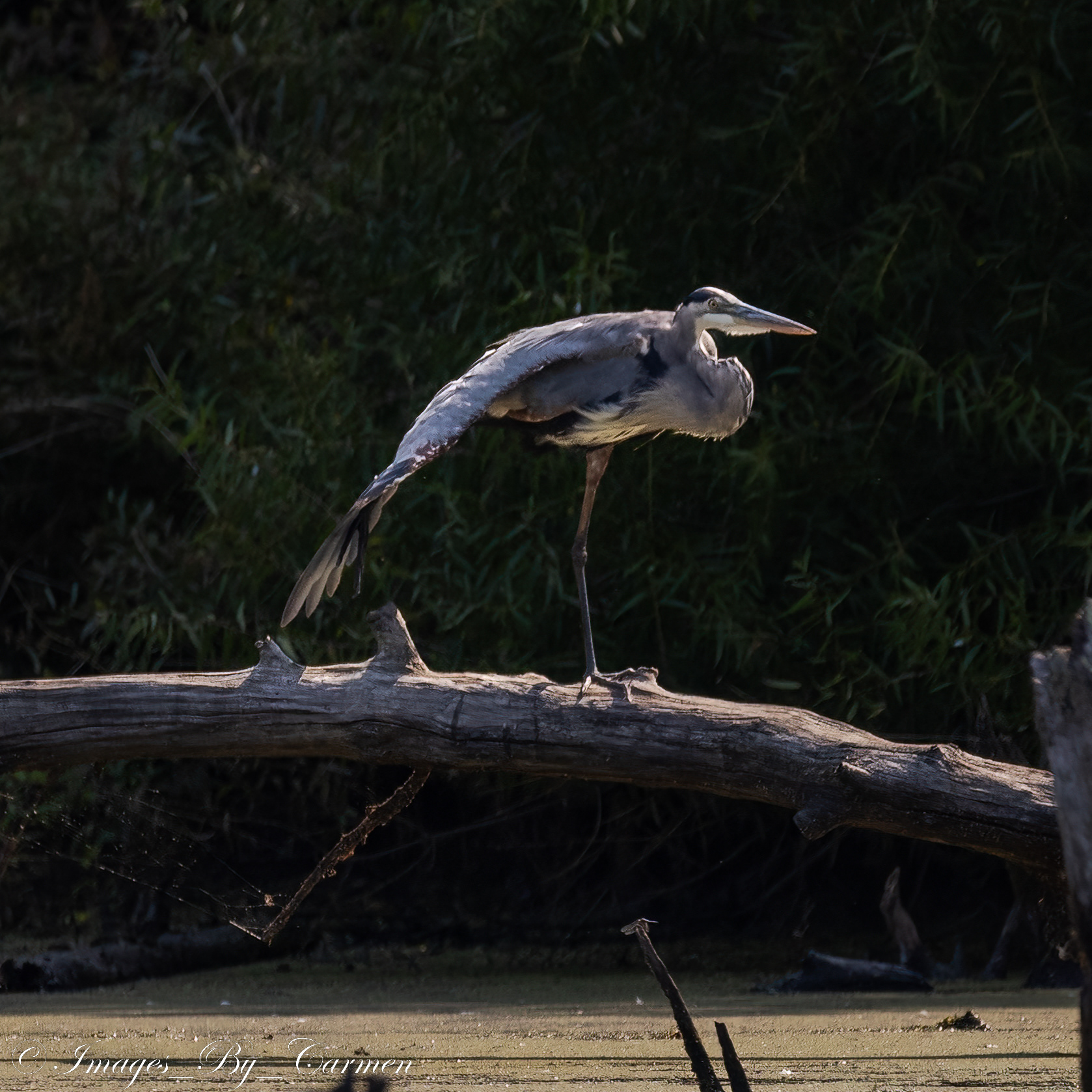Great Blue Heron 9/18/22