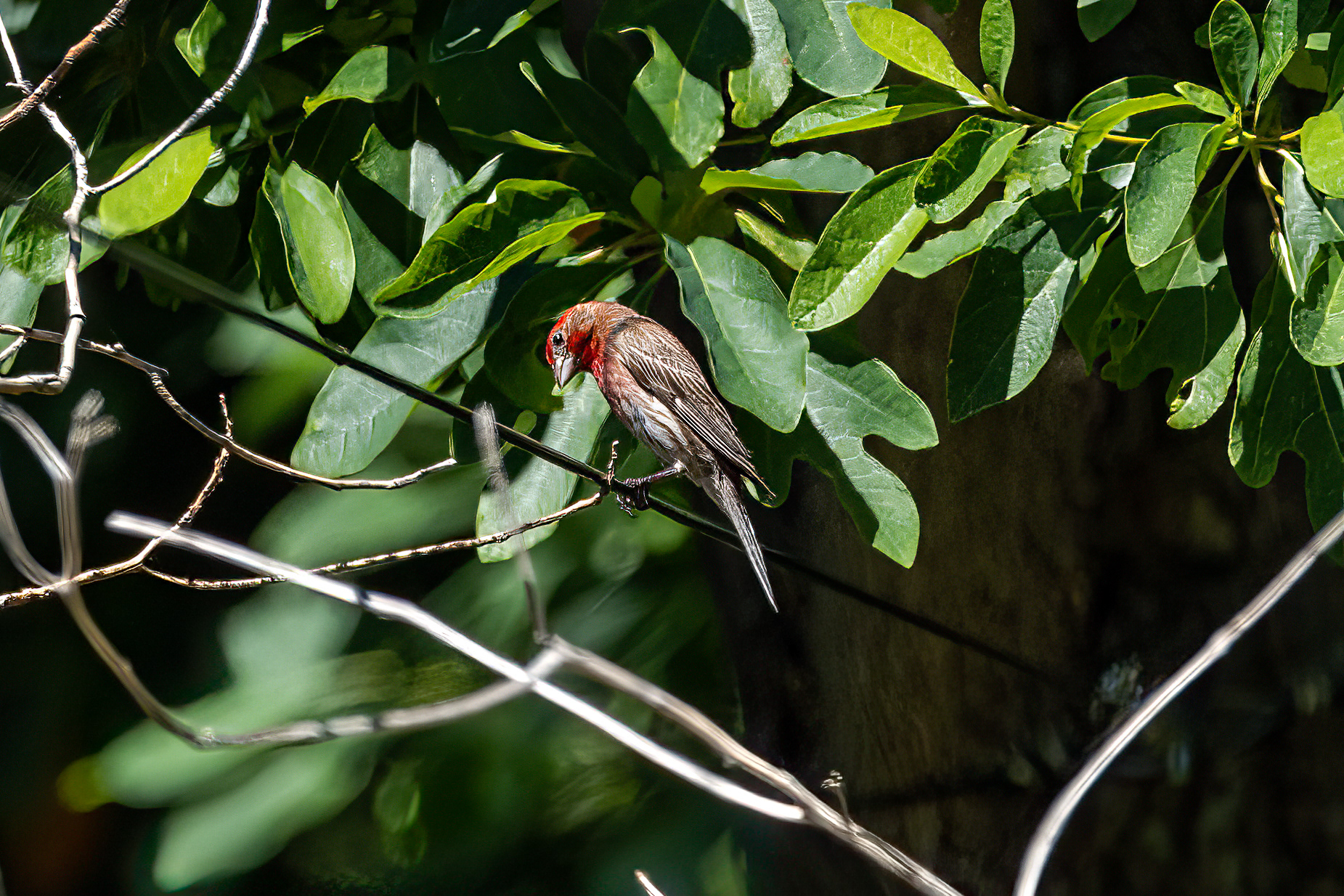 Red Headed Finch 7/4/22