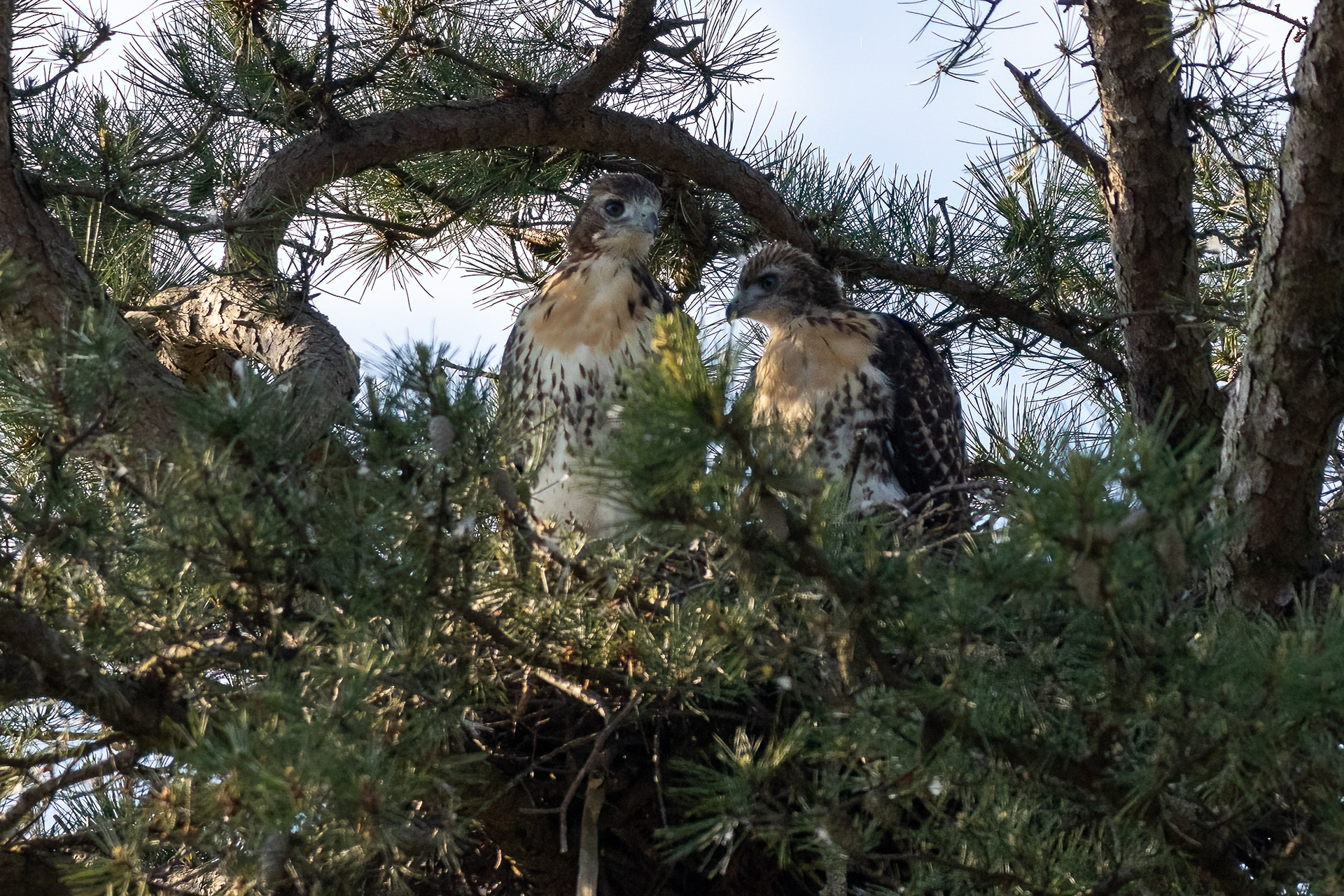 Juvenile Red Tailed Hawk, Ocean Co. NJ 6/13/22