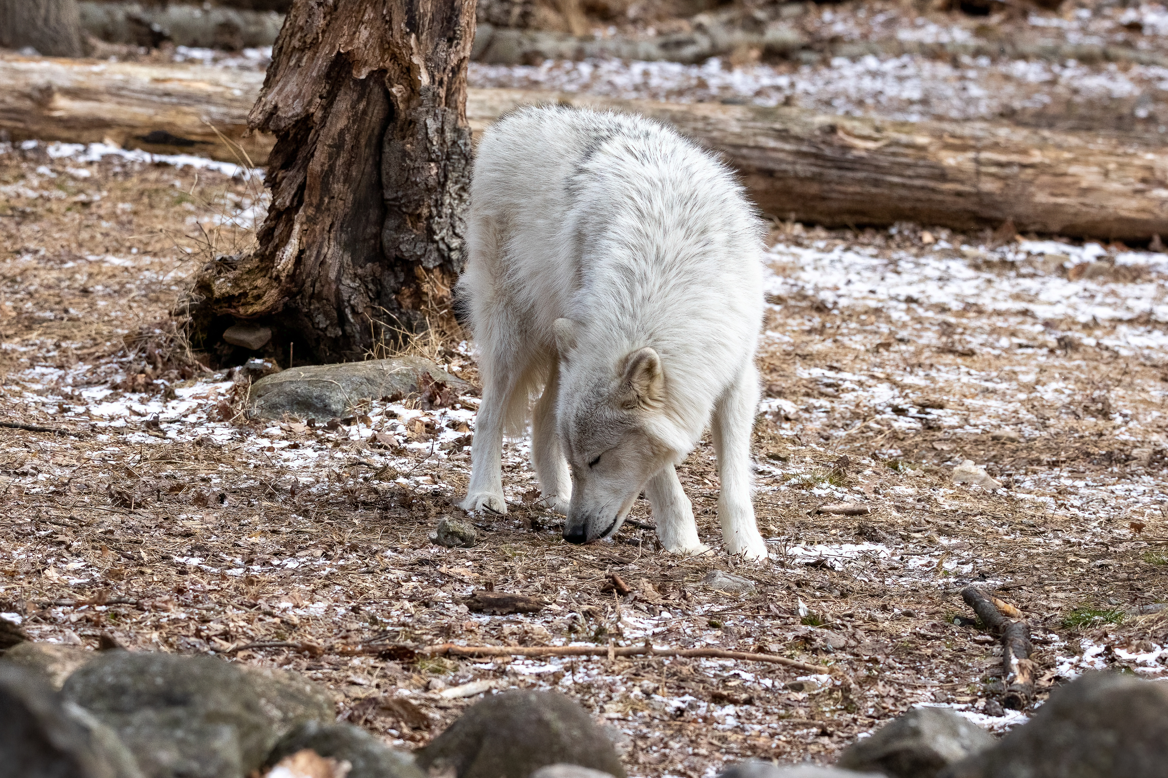 Lakota Wolf Preserve 3/28/22
