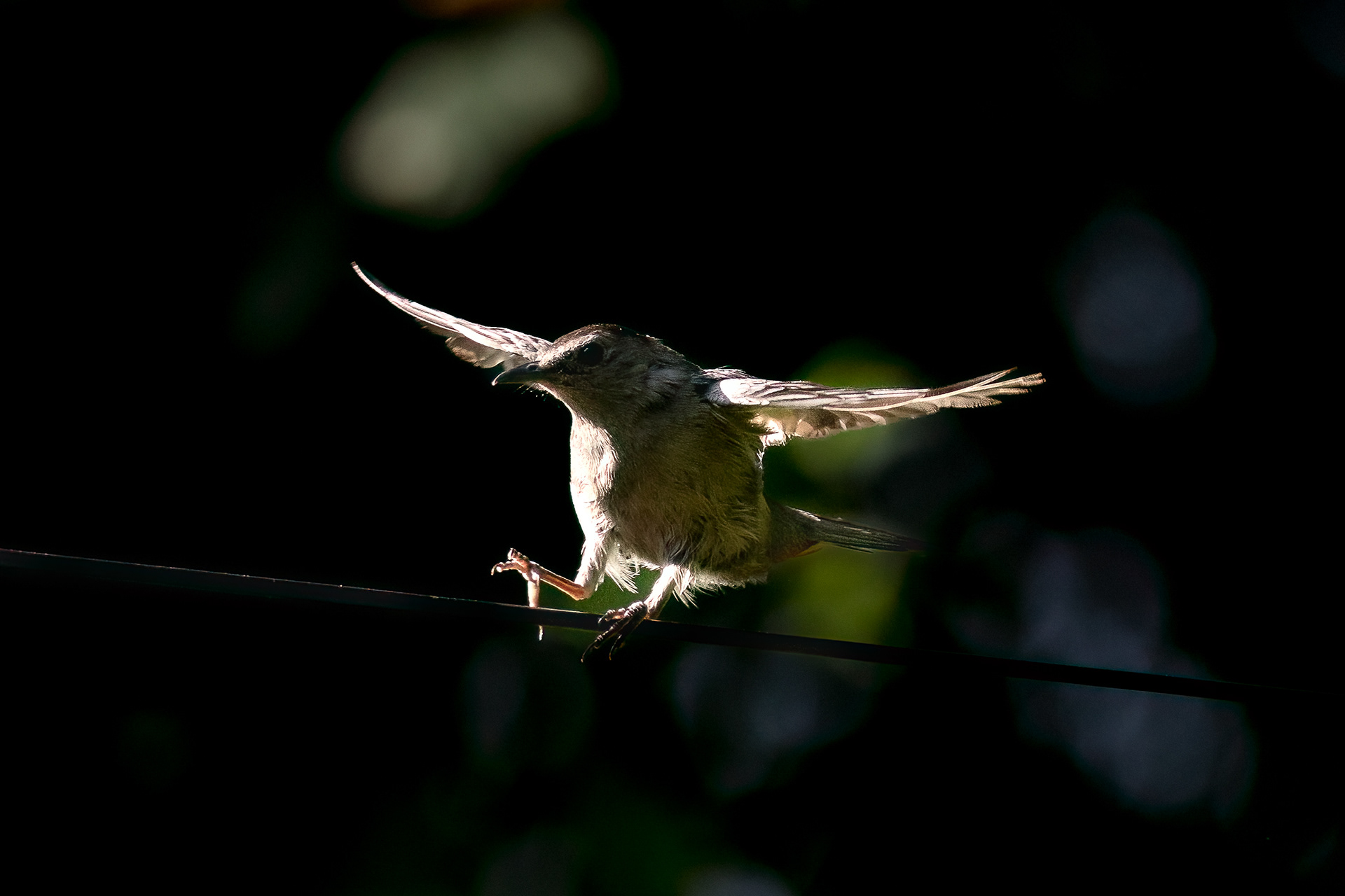 Gray Catbird 8/7/22