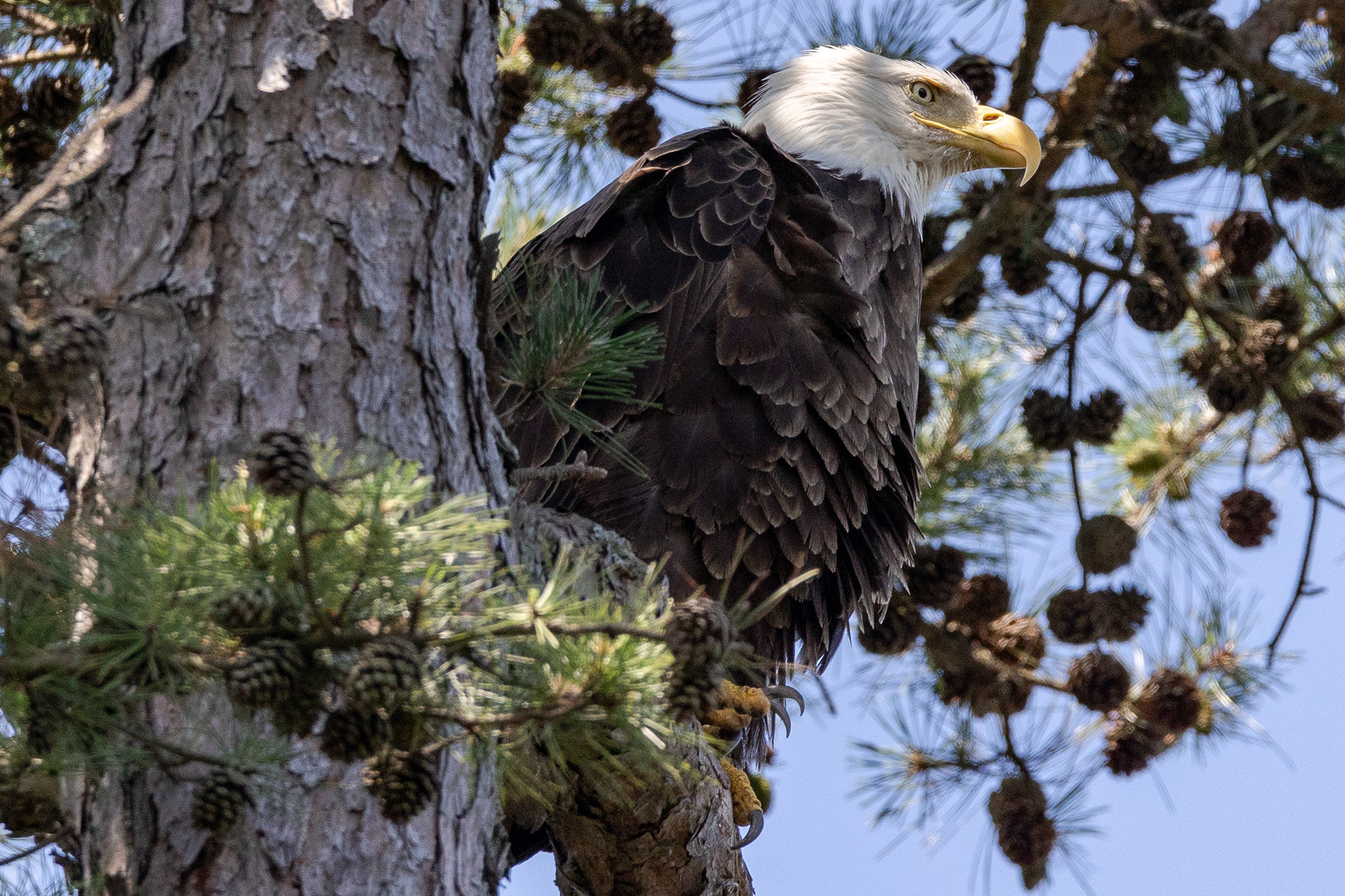 Bald Eagle,  Ocean County NJ 7/3/22