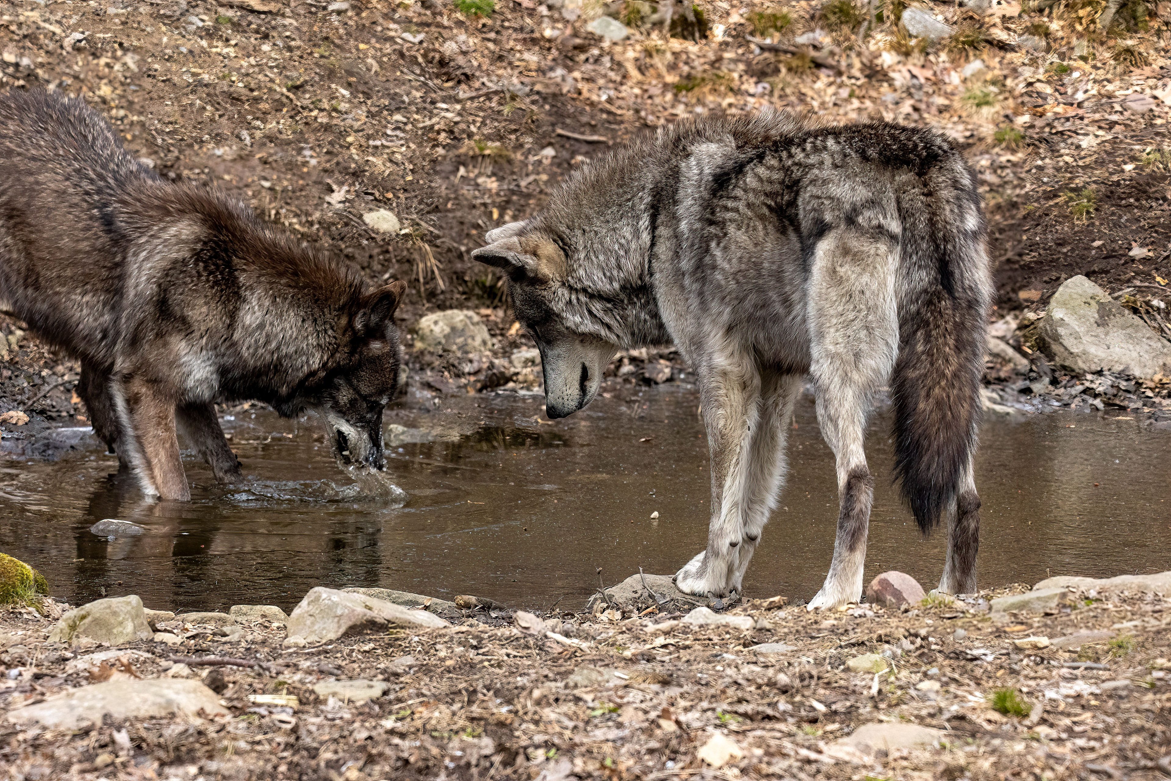 Lakota Wolf Preserve 3/28/22