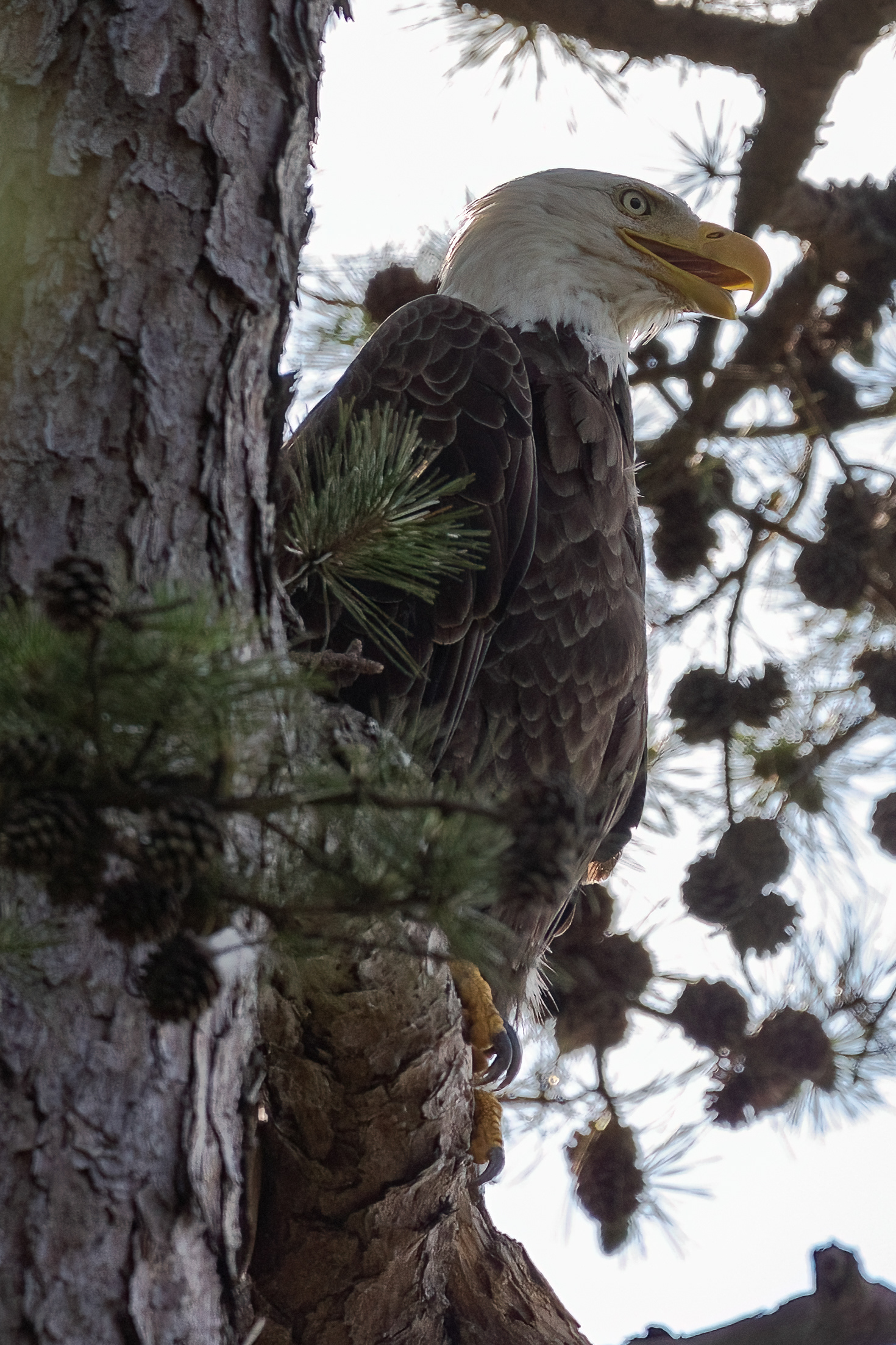 Bald Eagle 7/13/22
