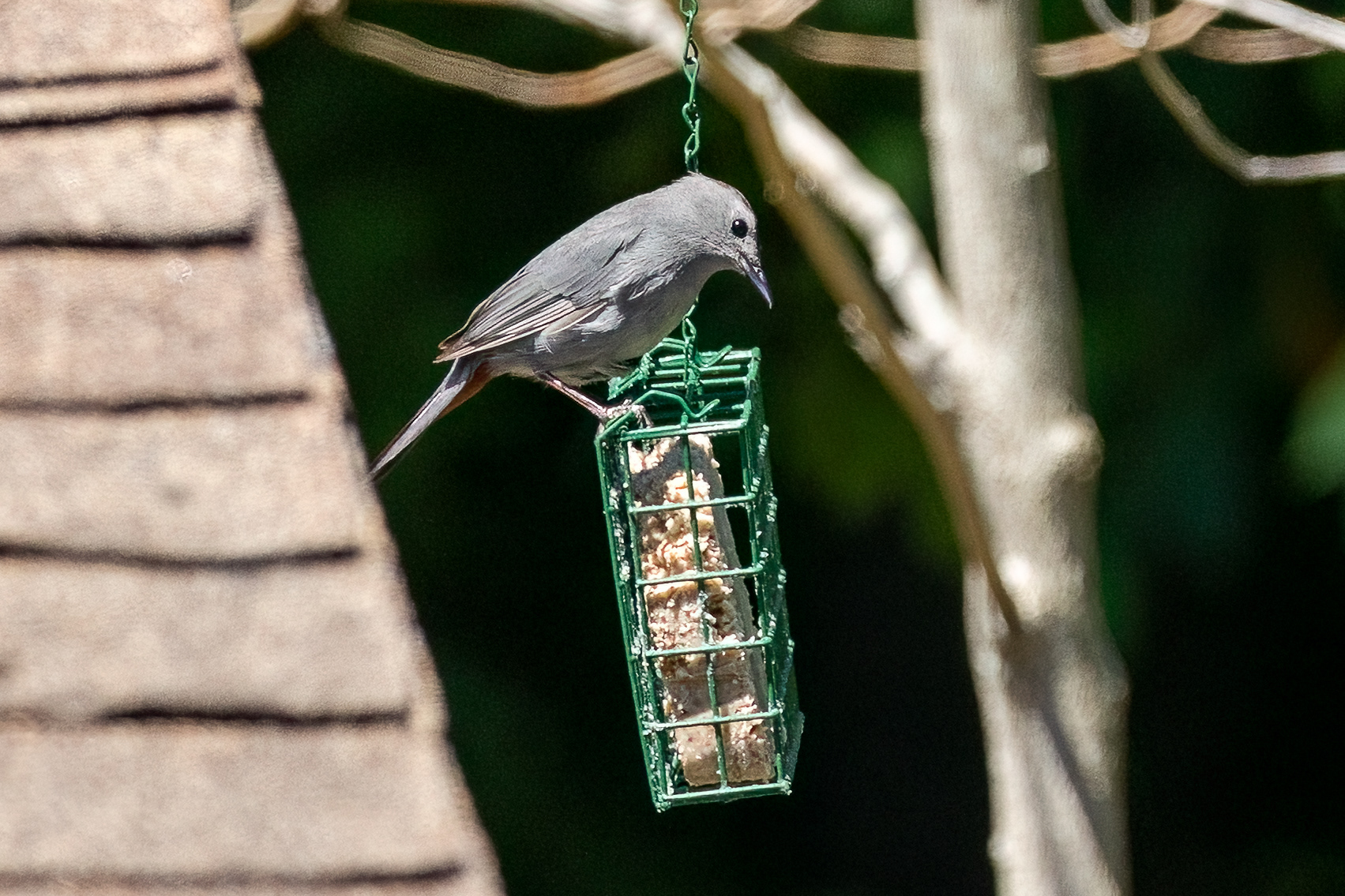 Gray Catbird 7/4/22