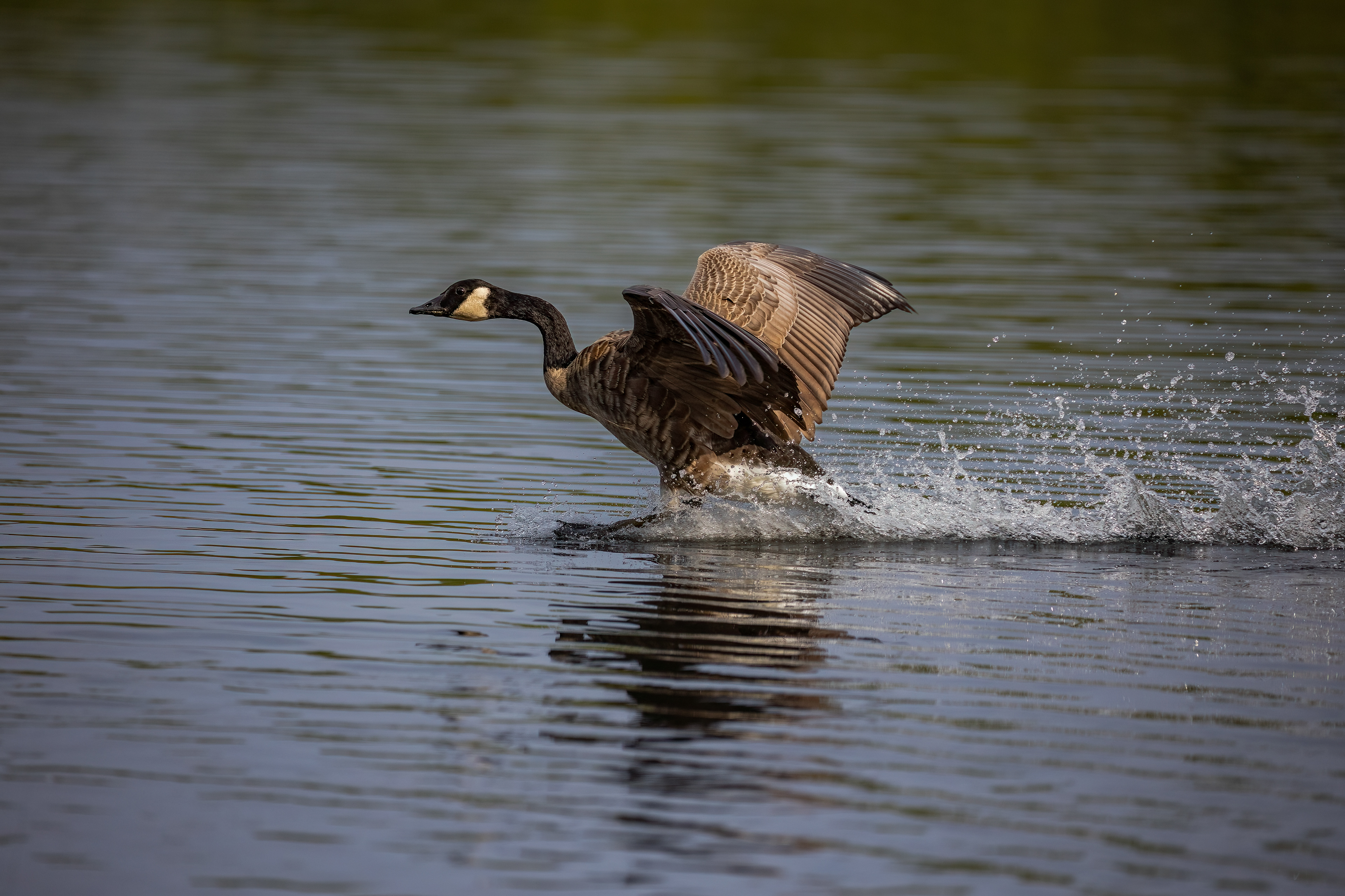 Canada Goose 9/3/22
