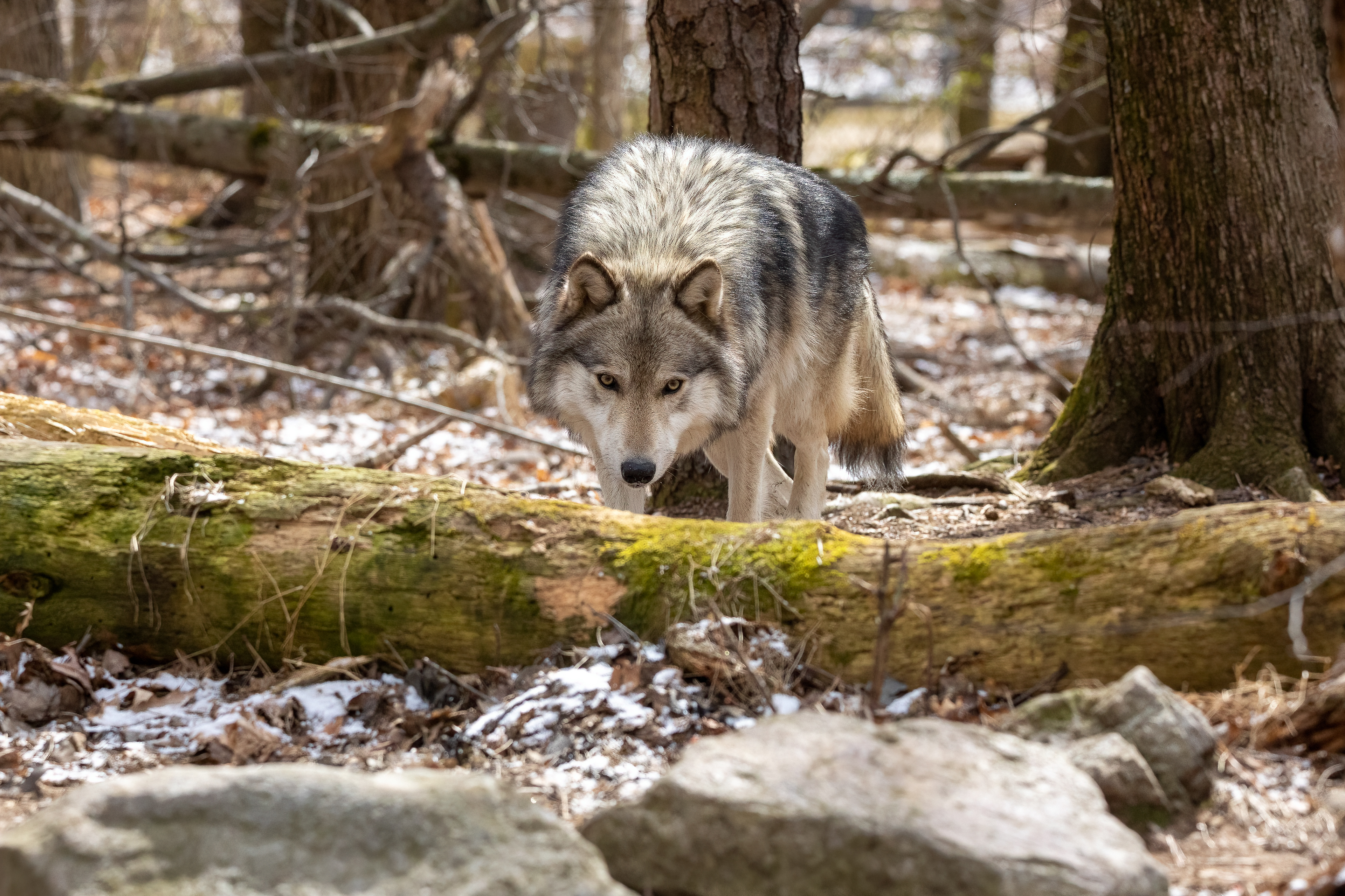 Lakota Wolf Preserve 3/28/22