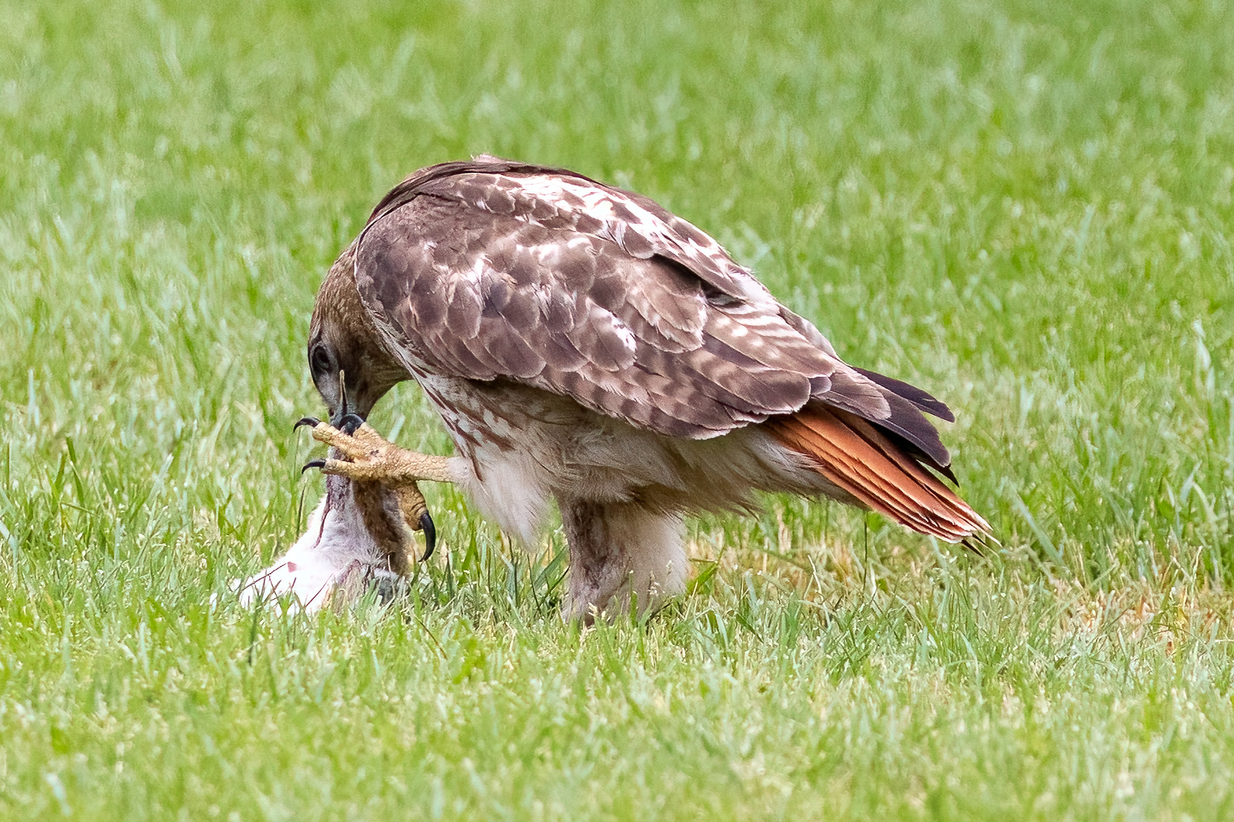 Red Tailed Hawks 6/24/22