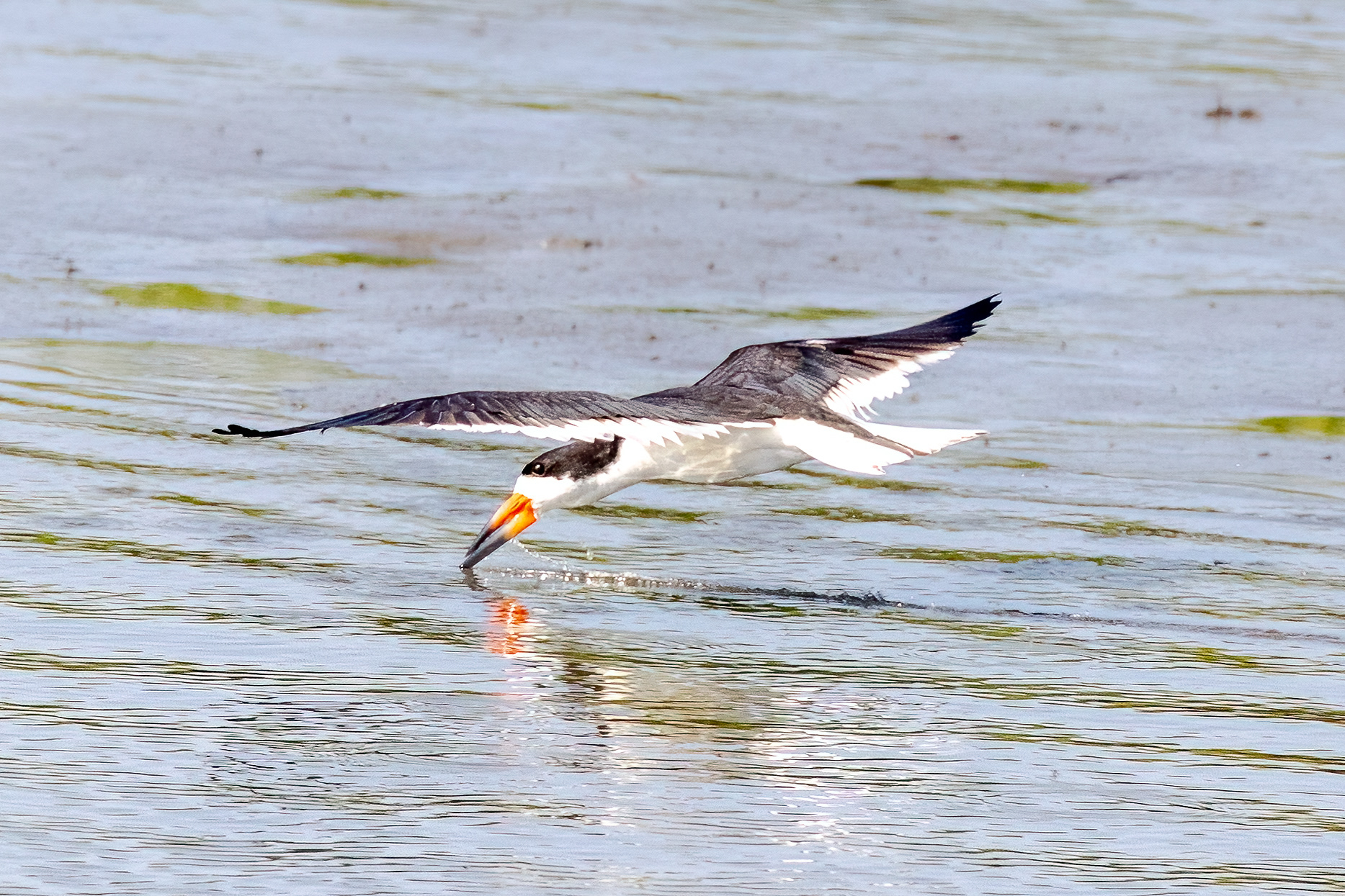 Black Skimmer 6/17/22