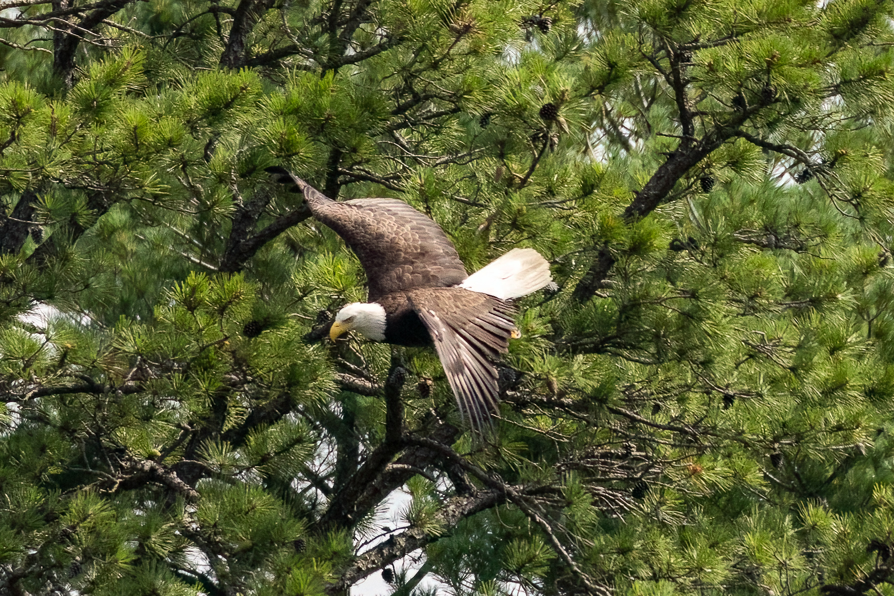 Bald Eagle 7/6/22