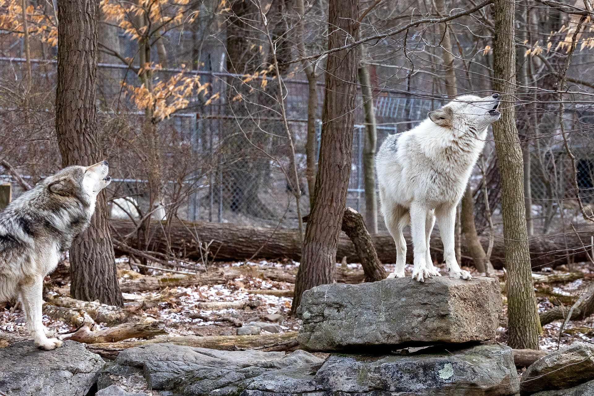 Lakota Wolf Preserve 3/28/22