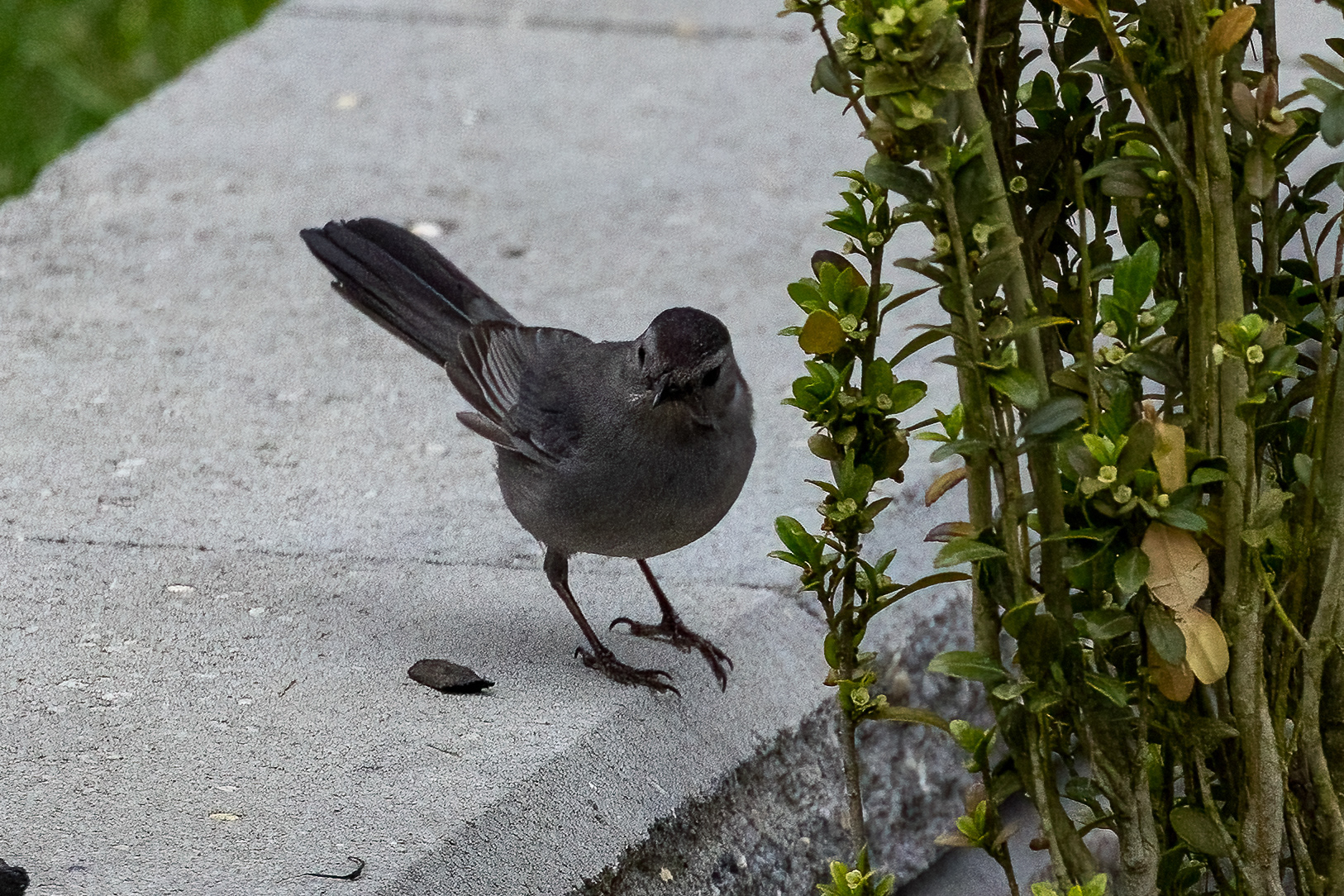 Catbird 6/12/22