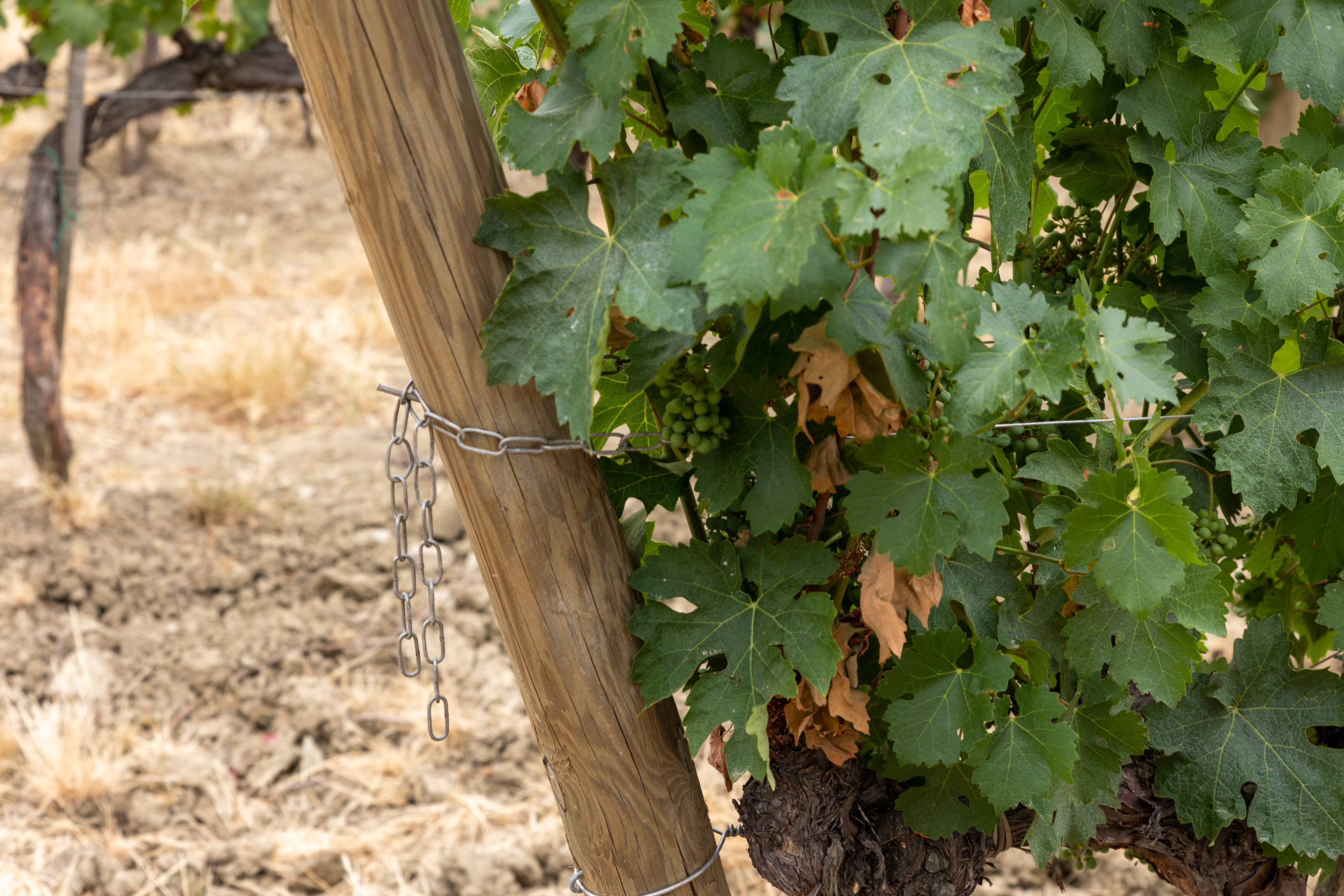 The Ruffino Wine Estate, Poggio Casciano, Tuscany,  Chianti, Italy