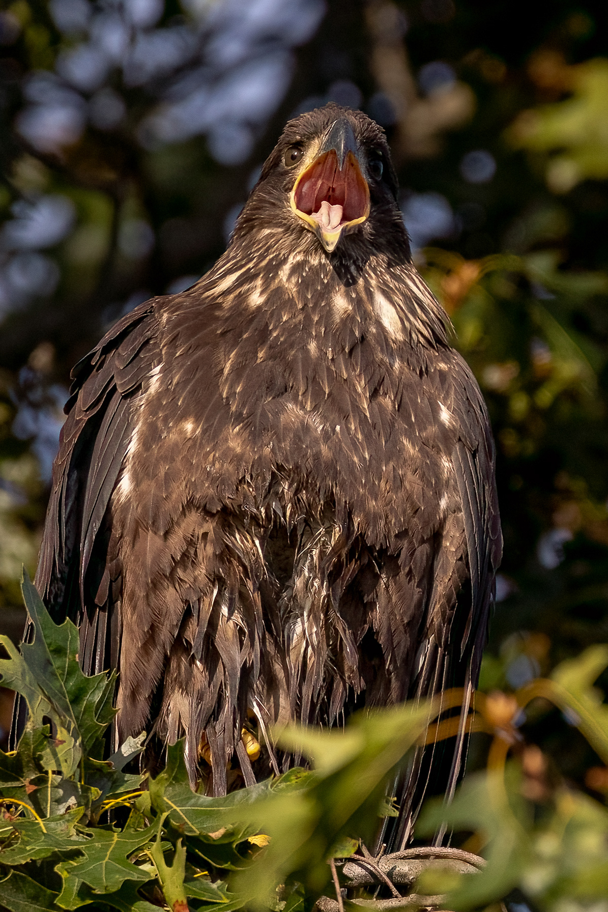 Juvenile Bald Eagle 7/31/22