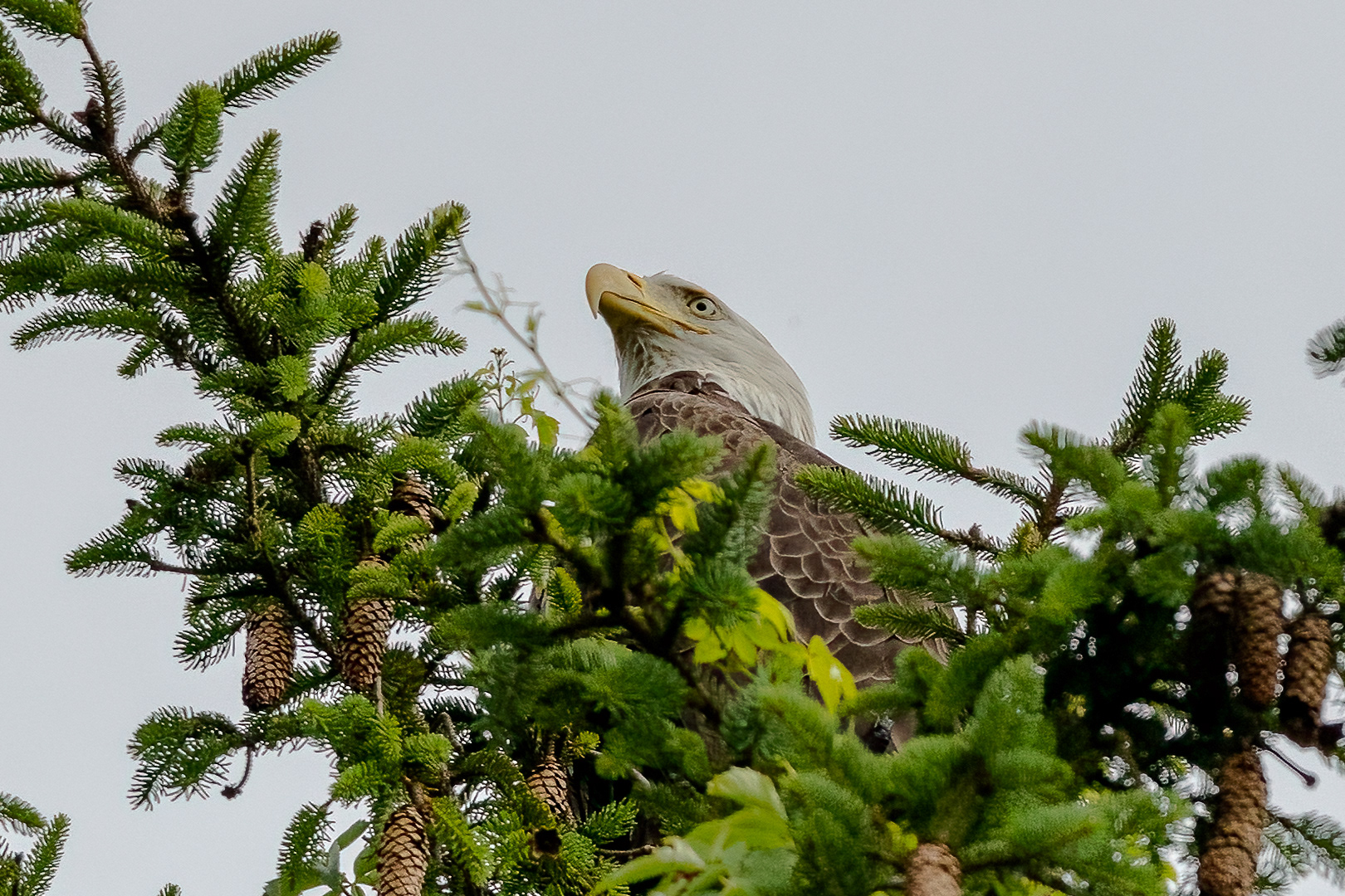 Bald Eagle in Ocean Co. 6/13/22