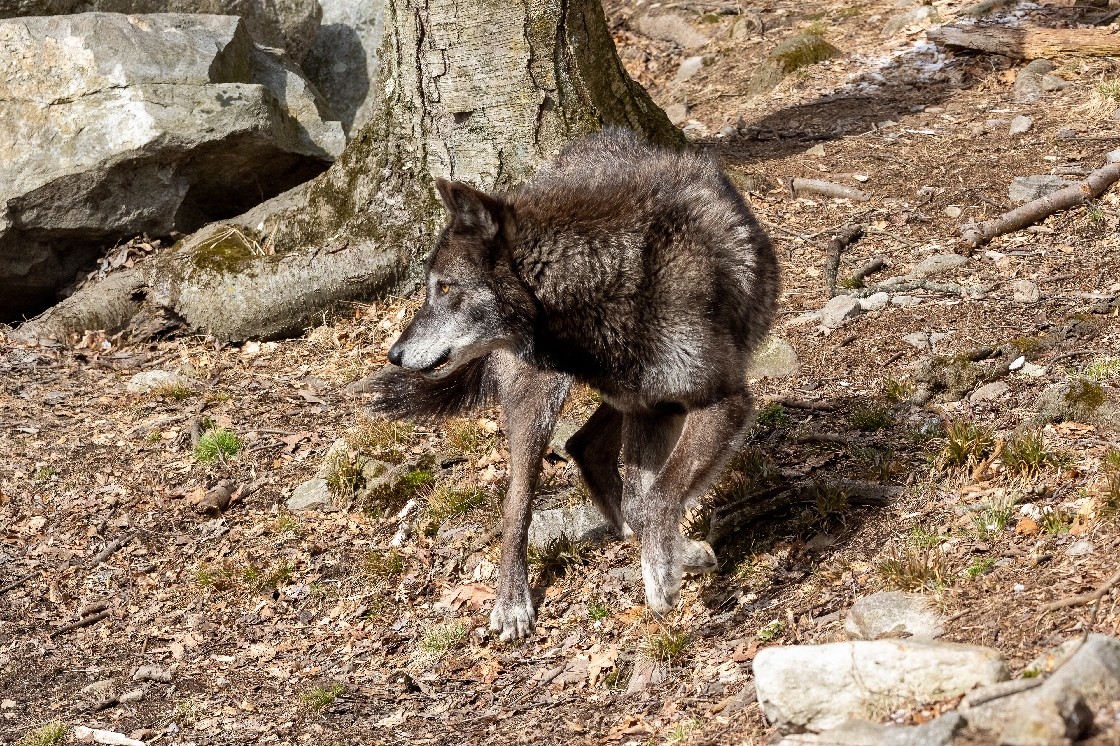Lakota Wolf Preserve 3/28/22