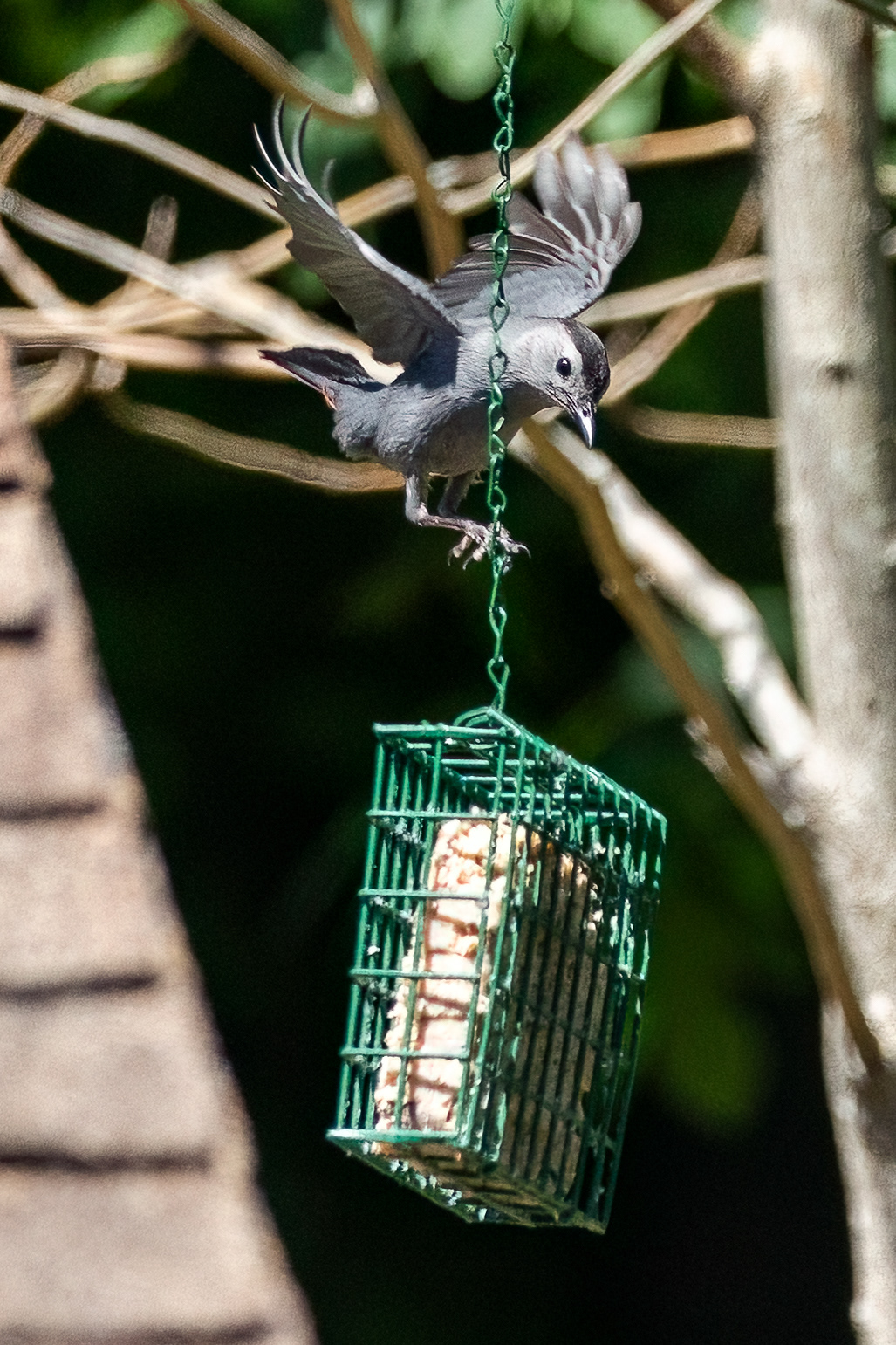 Gray Catbird 7/4/22